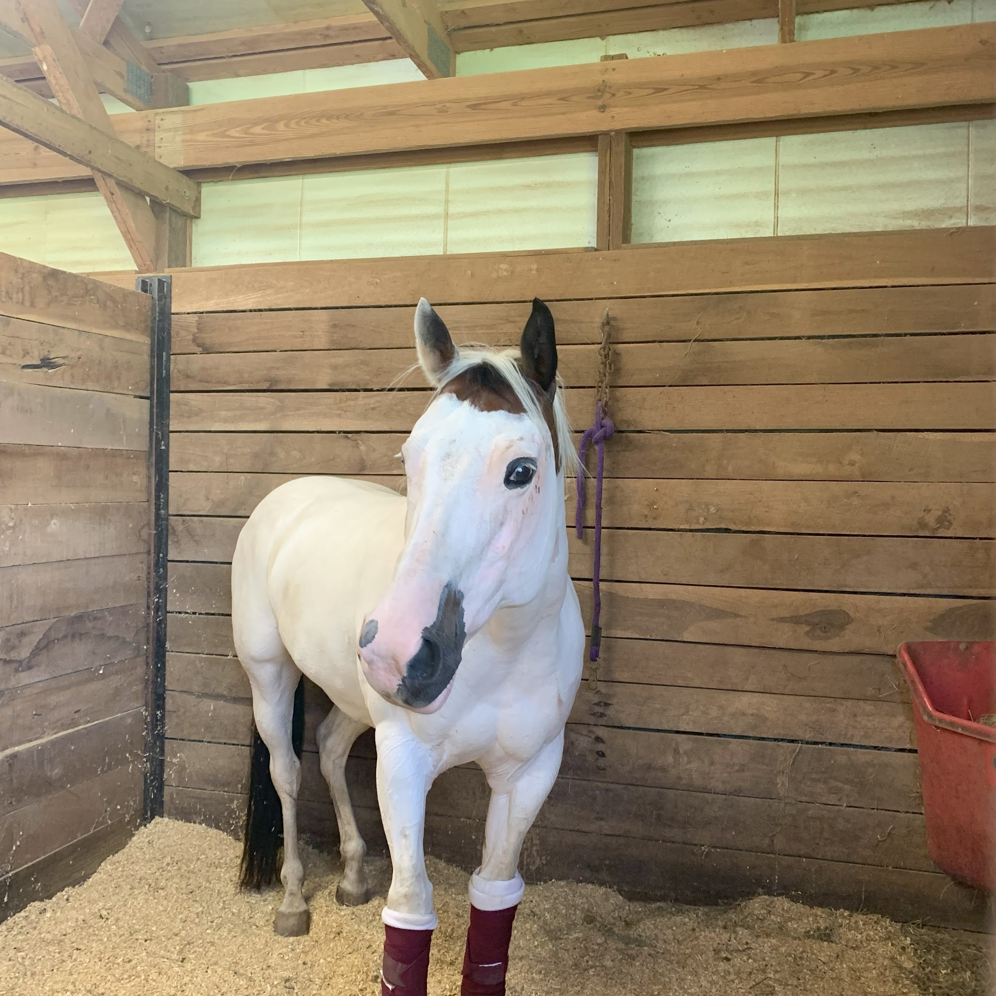 Woodside Equine Clinic Ashland