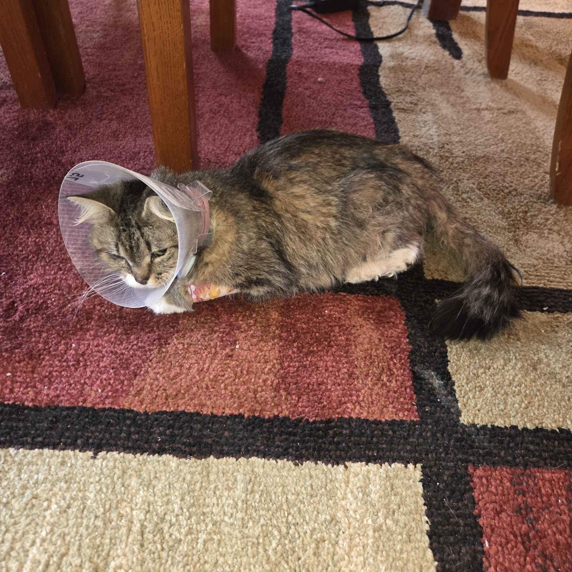 Chenault Veterinary Hospital Ashland