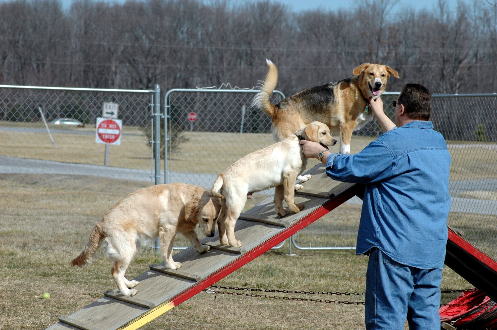 Taylor Park Dog Park Ashland
