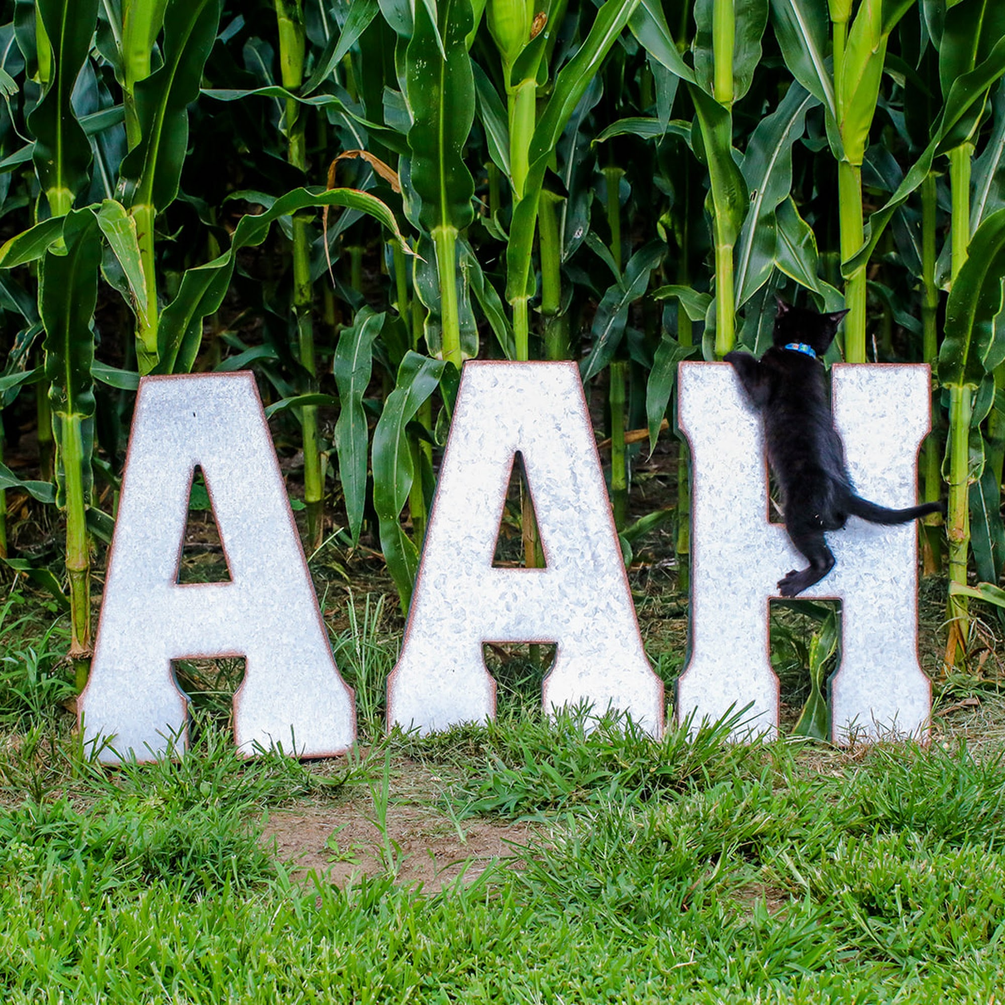 Aylett Animal Hospital Aylett