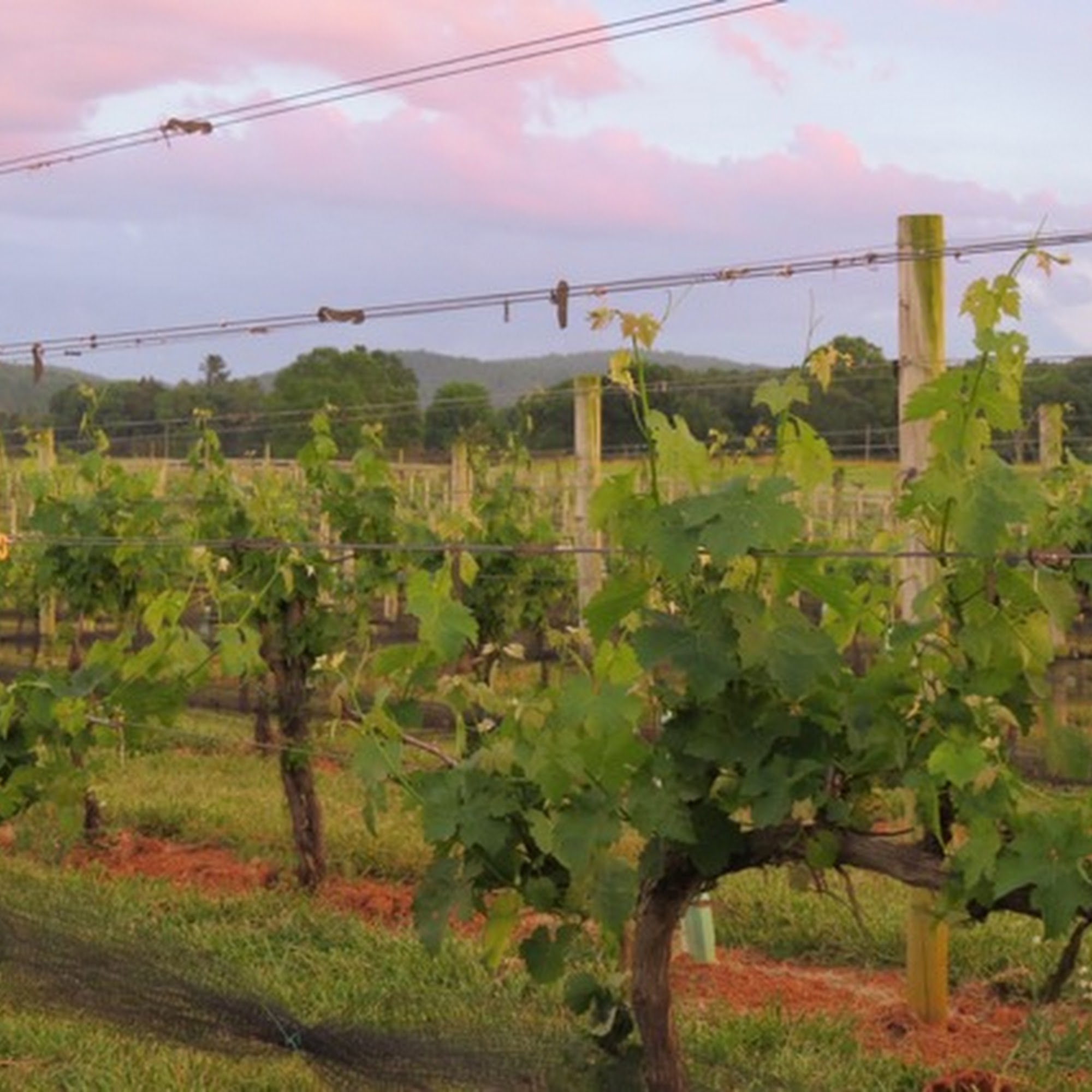 Chestnut Oak Vineyard Barboursville