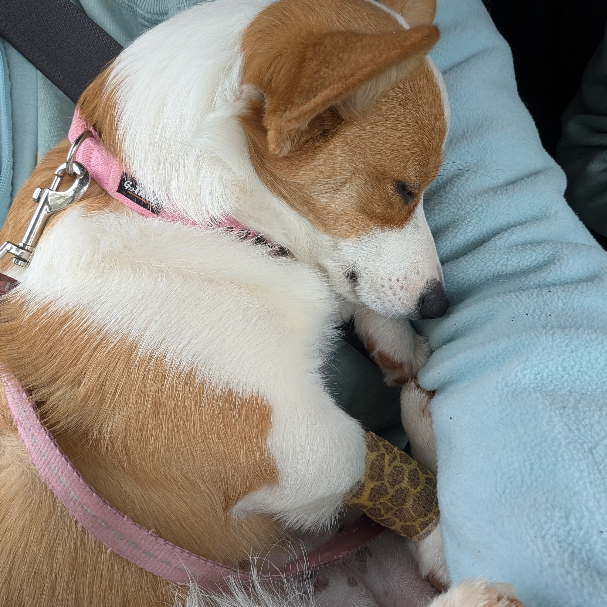 Veterinary Services Bassett