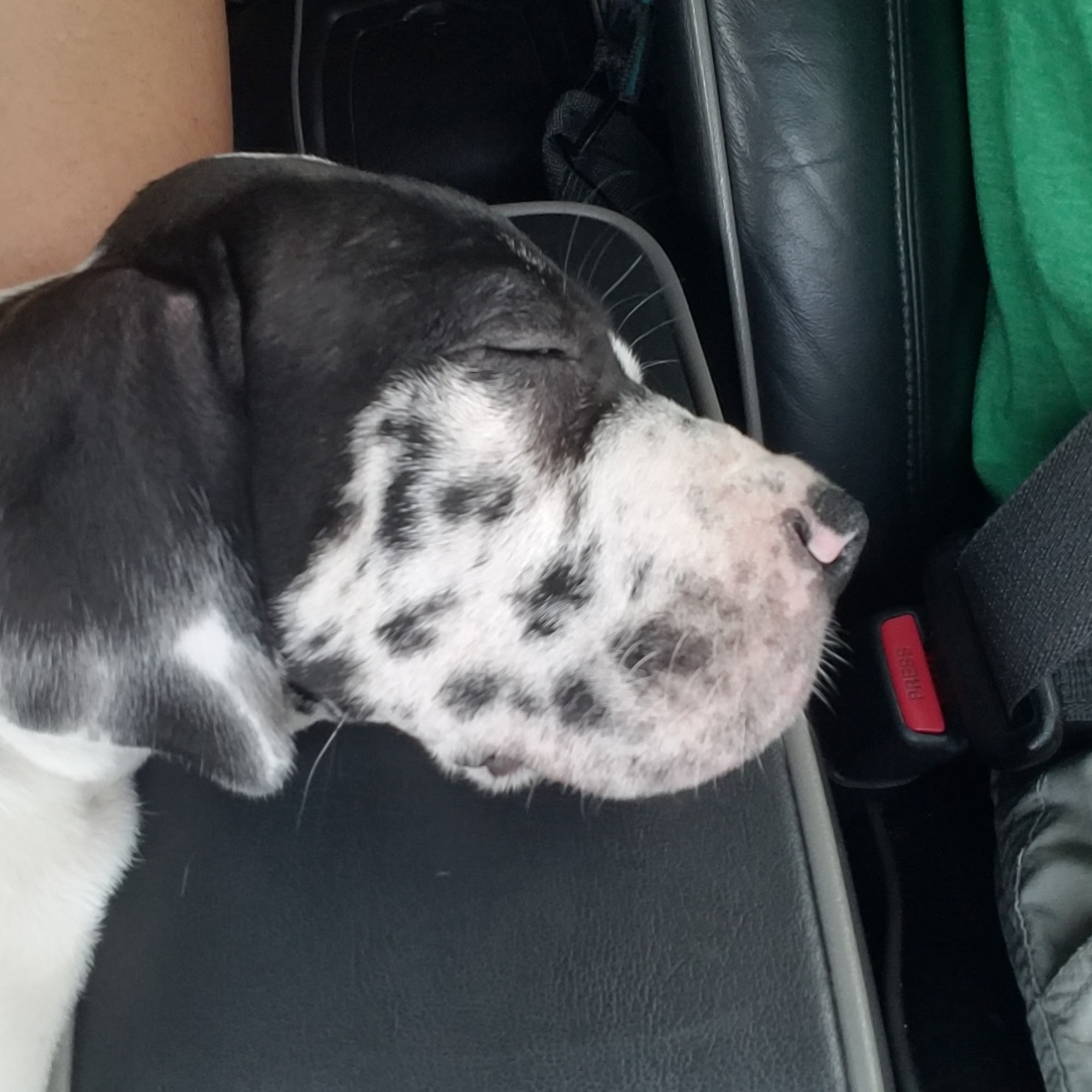 Compassion Animal Hospital Bealeton