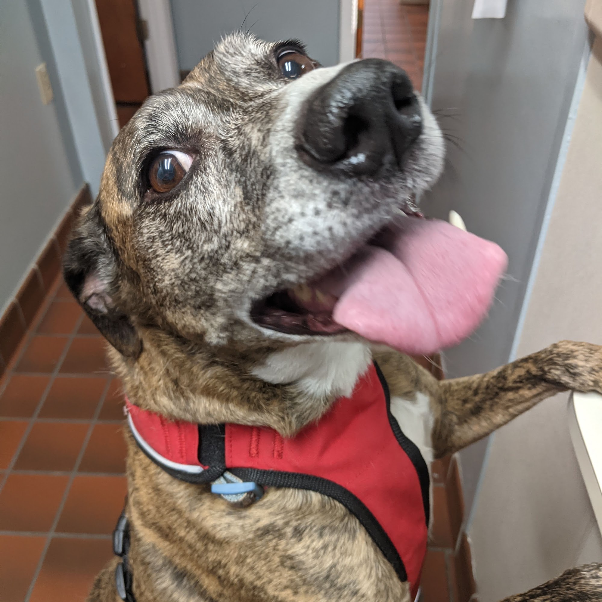 Battletown Animal Clinic Berryville