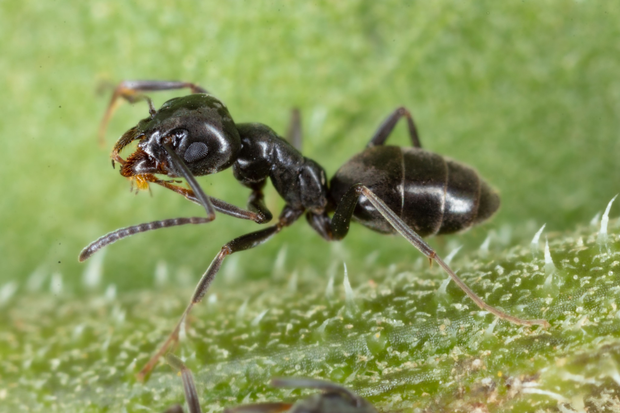 Home Paramount Pest Control Co