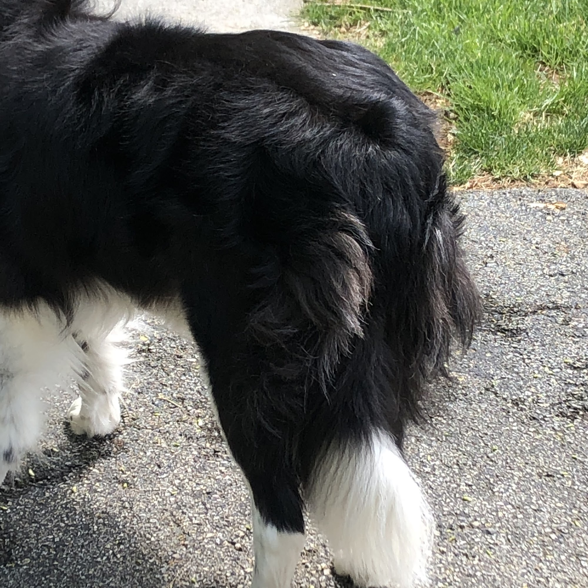 Village Groomer Blacksburg