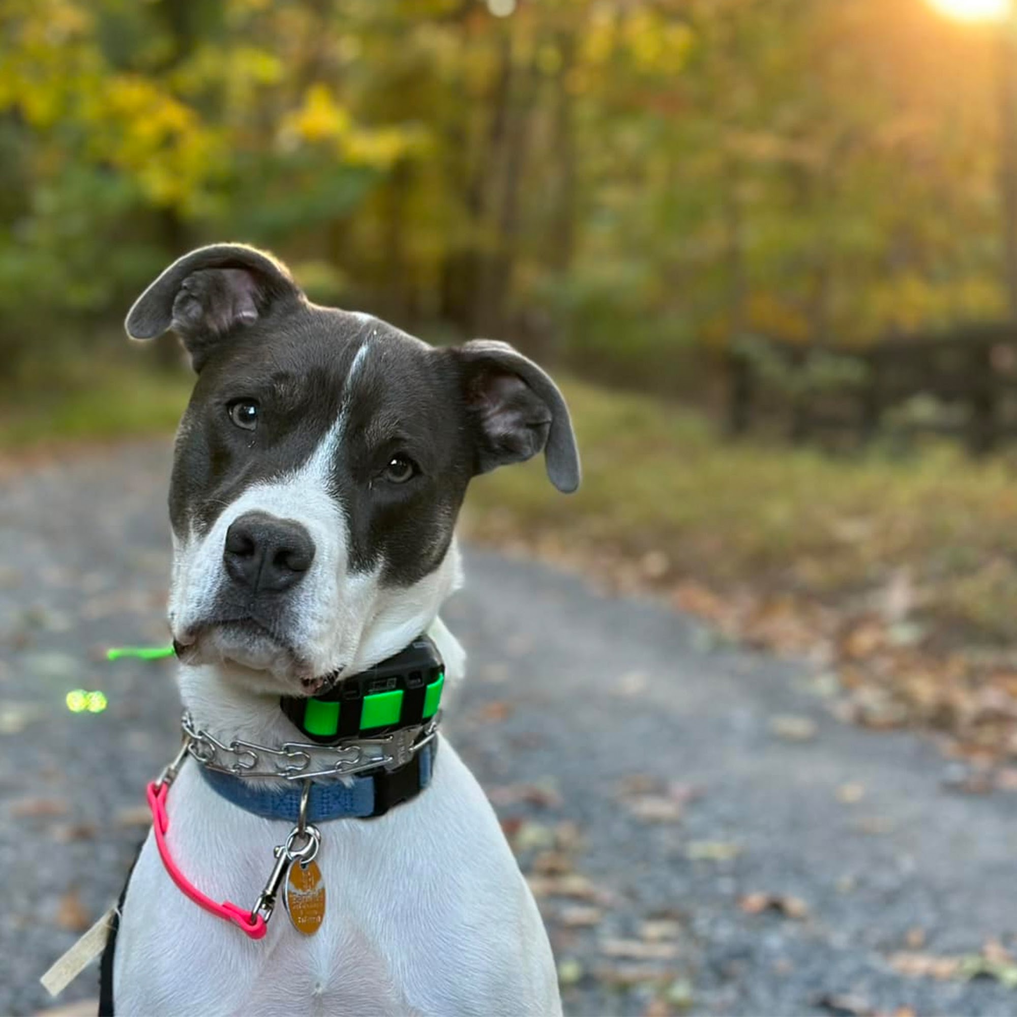 Ridgeside K9, LLC - Dog Training Bluemont