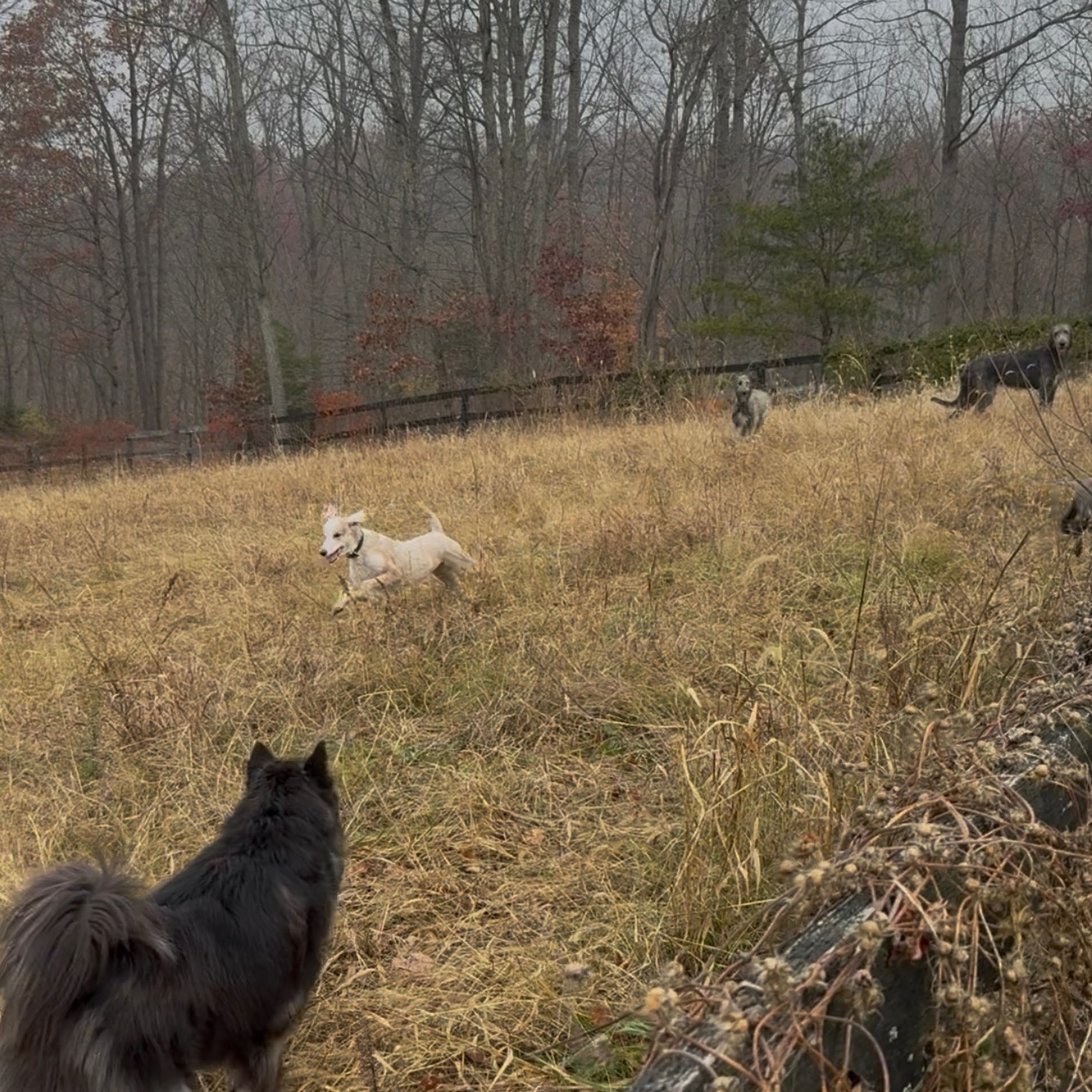 Hid’n Gem Hounds Boyce