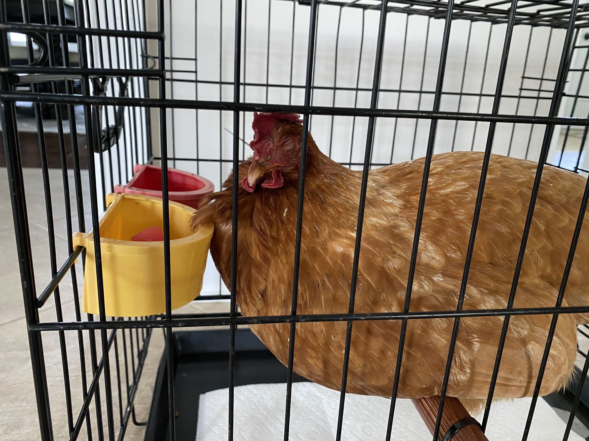 We Let the Dogs Out 4 You, LLC Bristow