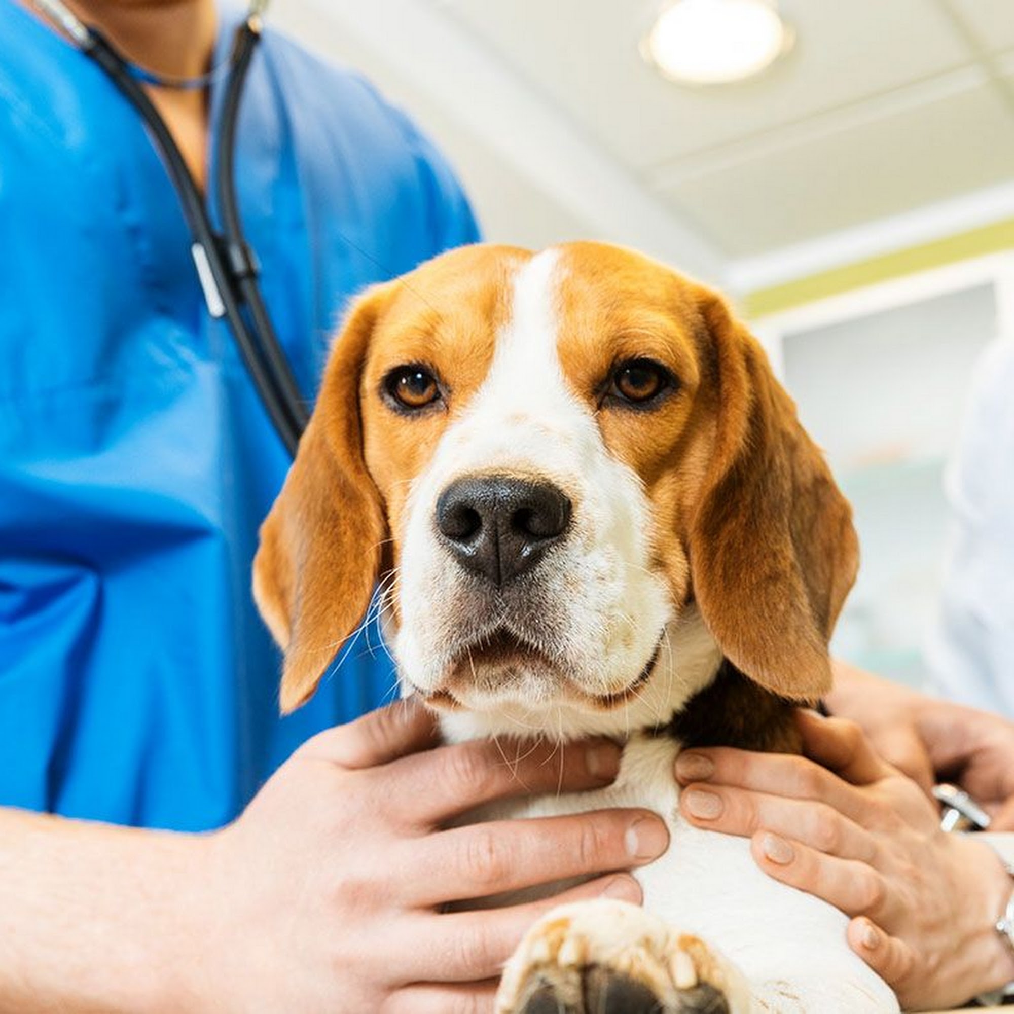 Village Veterinary Clinic Burke