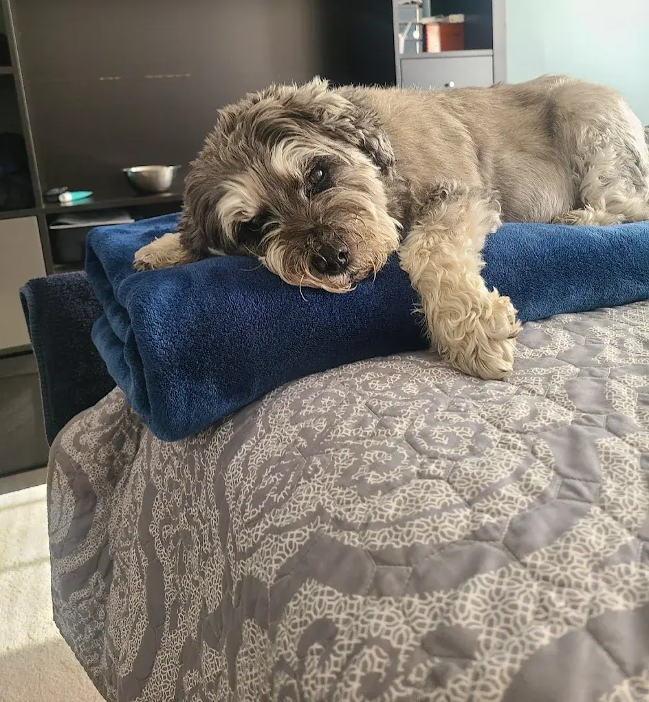 Burke Animal Clinic Burke