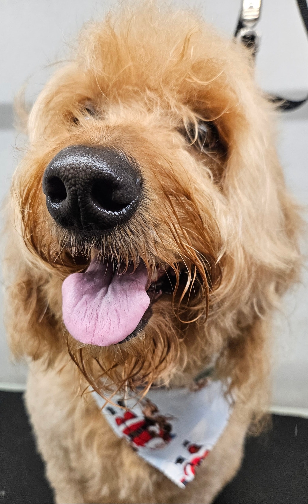 The Grooming Pawlour Caret