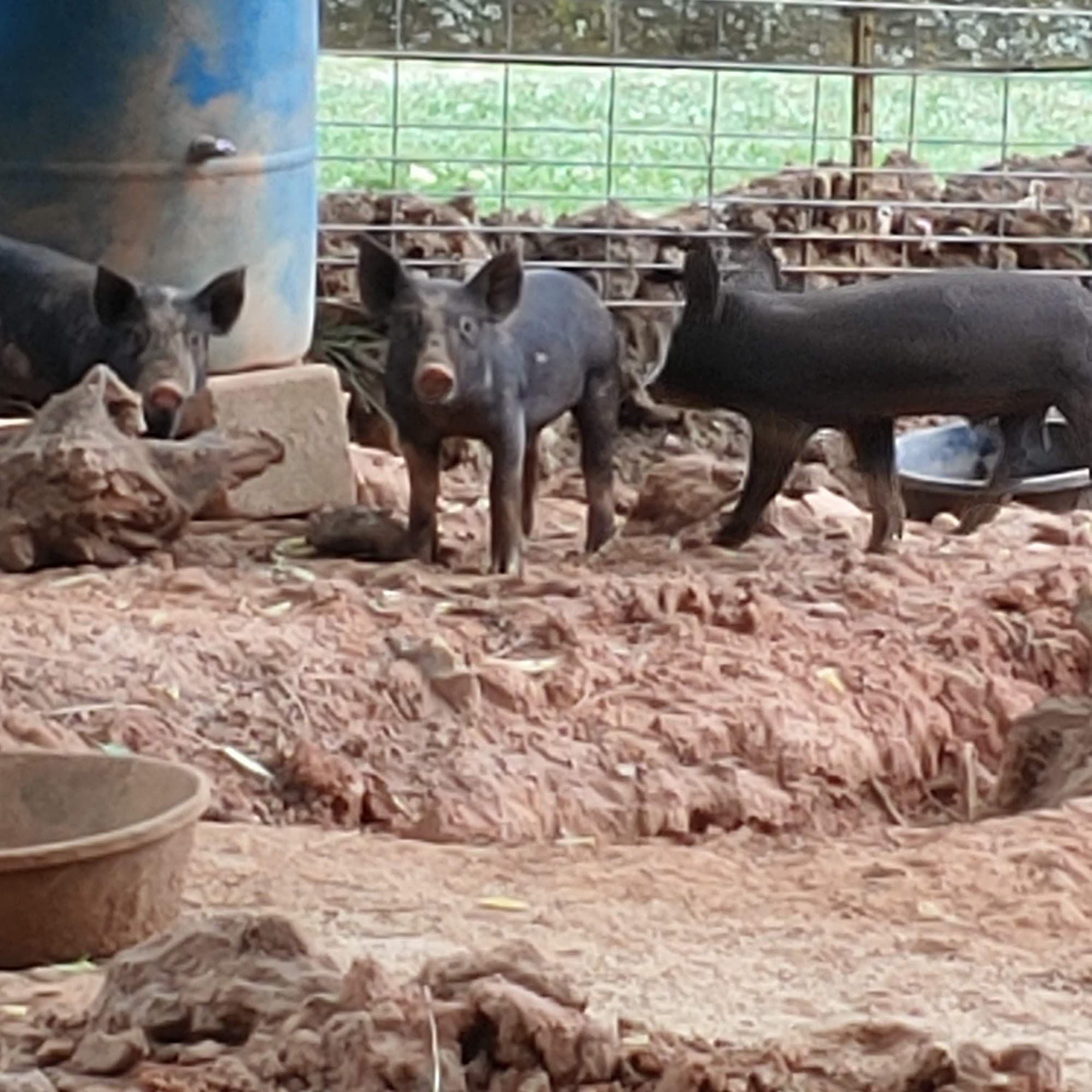 Cedar Shade Farm Cartersville