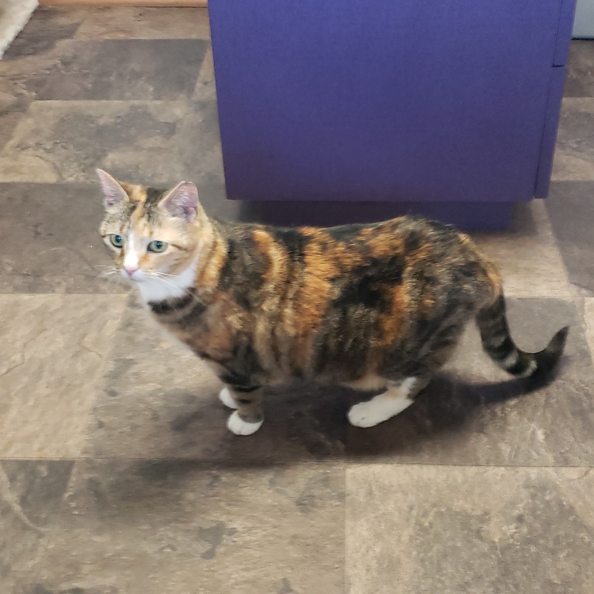 Catlett Animal Hospital Catlett