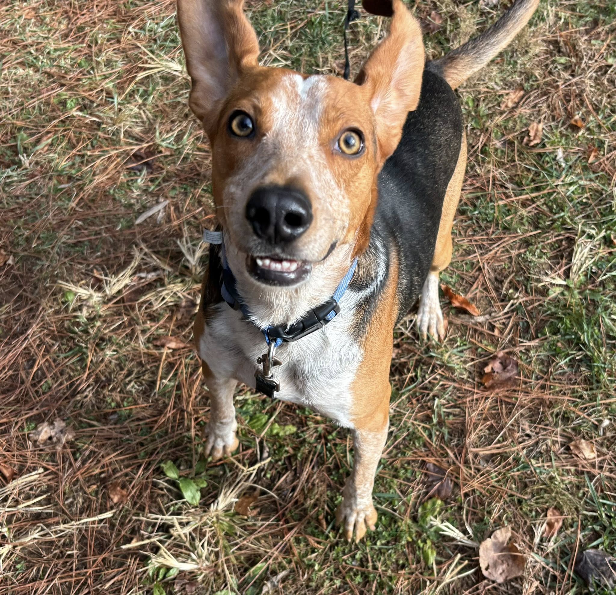 Country Club Kennels & Training Catlett