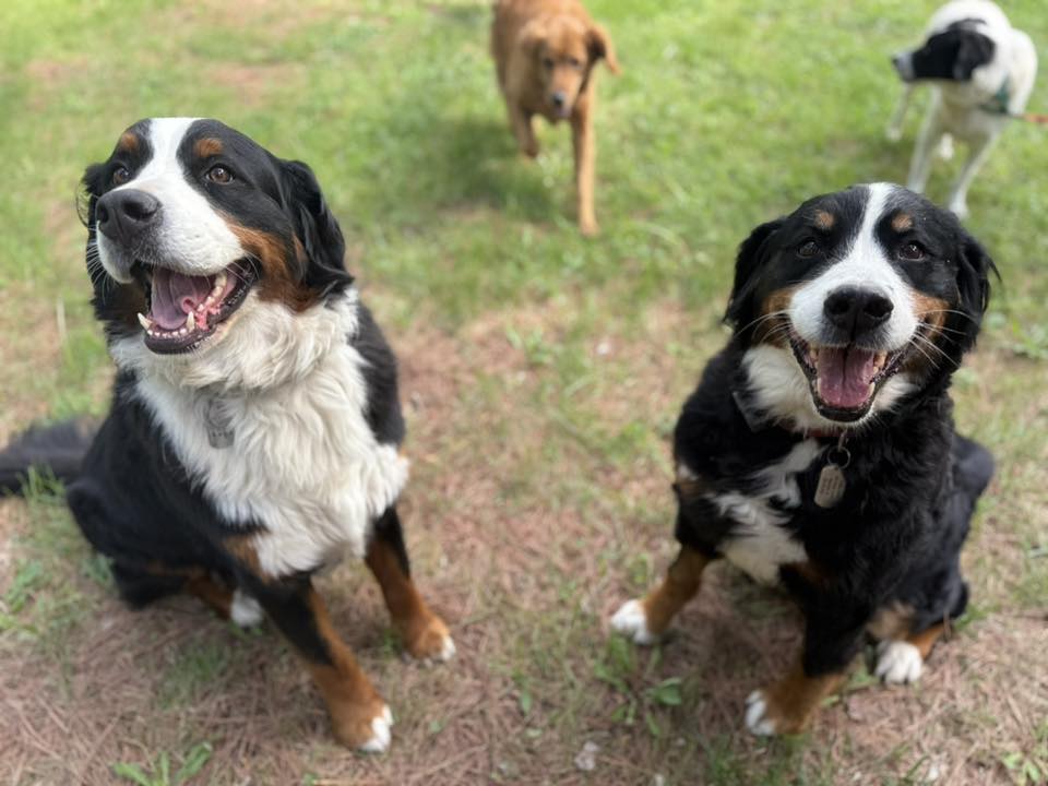 Country Club Kennels & Training Catlett