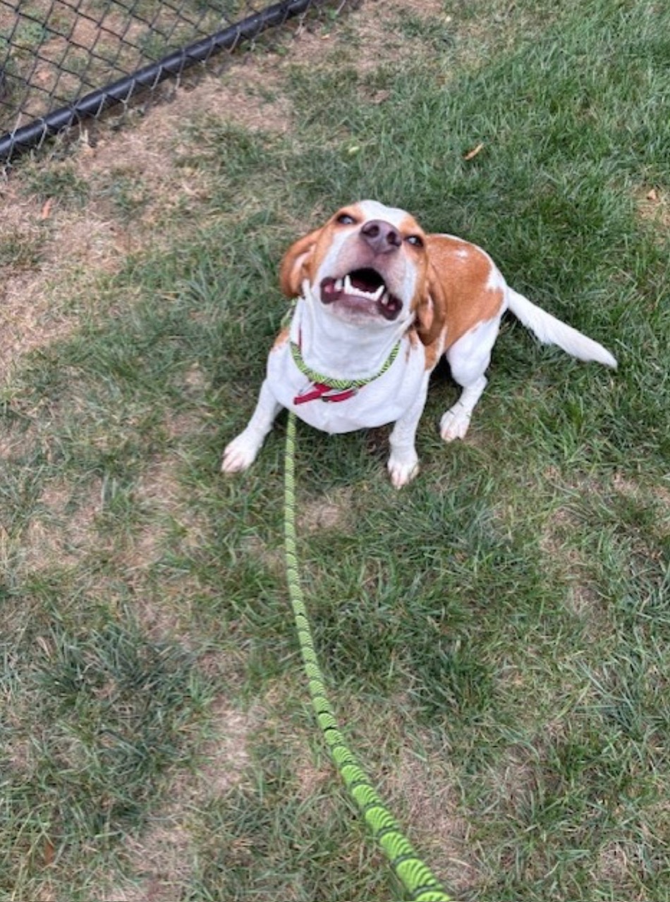 VCA Centreville Animal Hospital Centreville