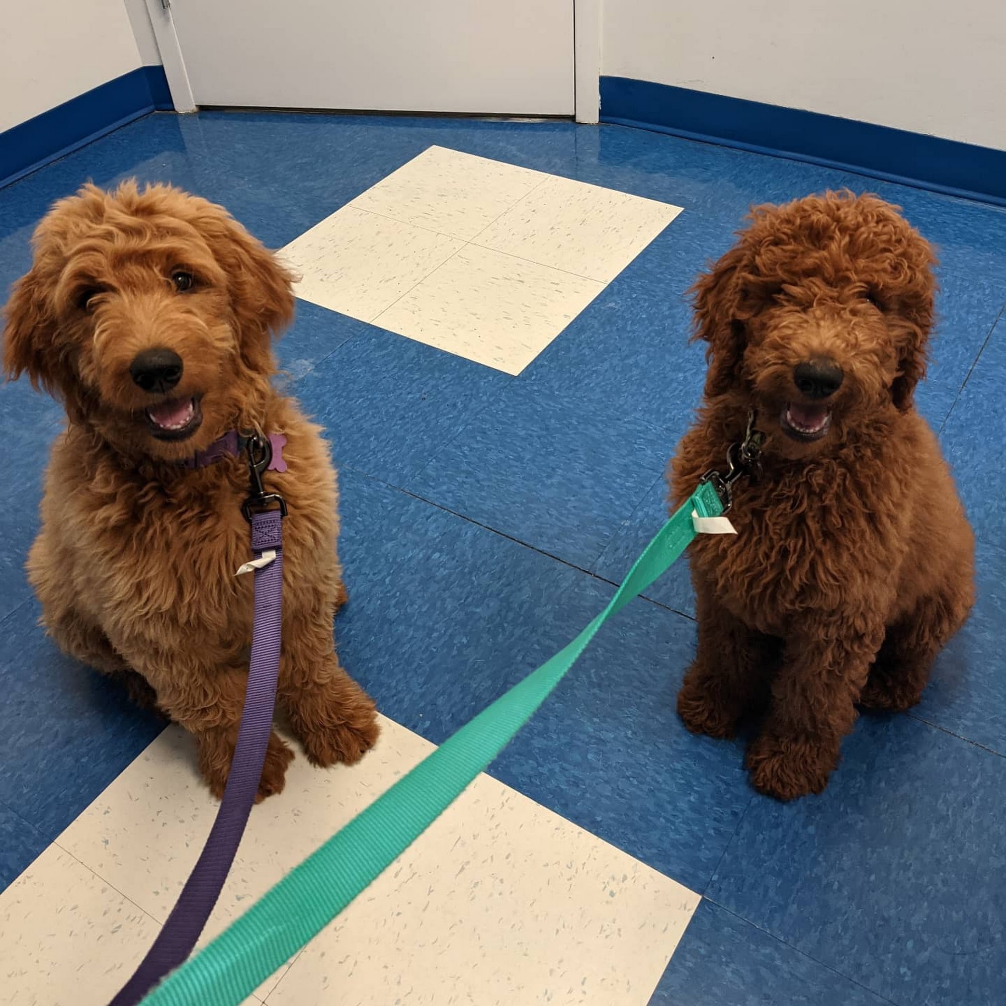 Caring Hands Animal Hospital - Centreville Centreville