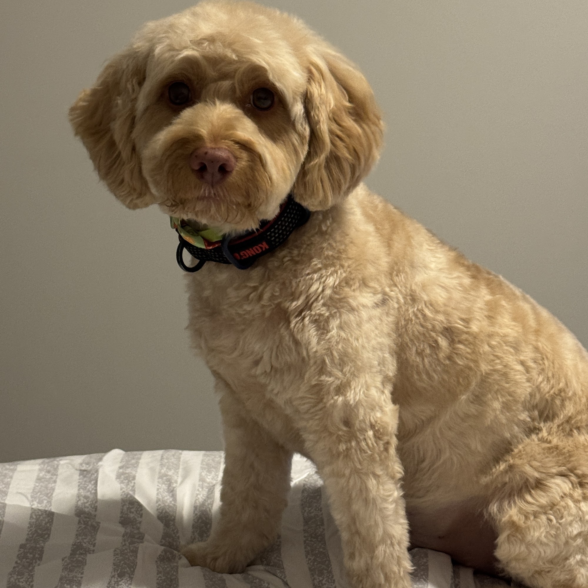 Yeppi Pet Grooming Centreville