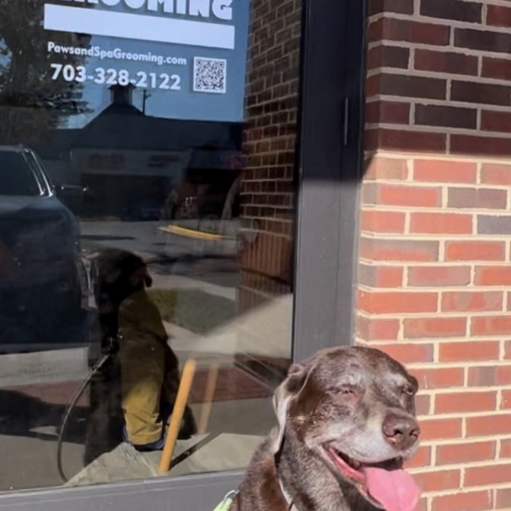 Paws and Spa Grooming Centreville