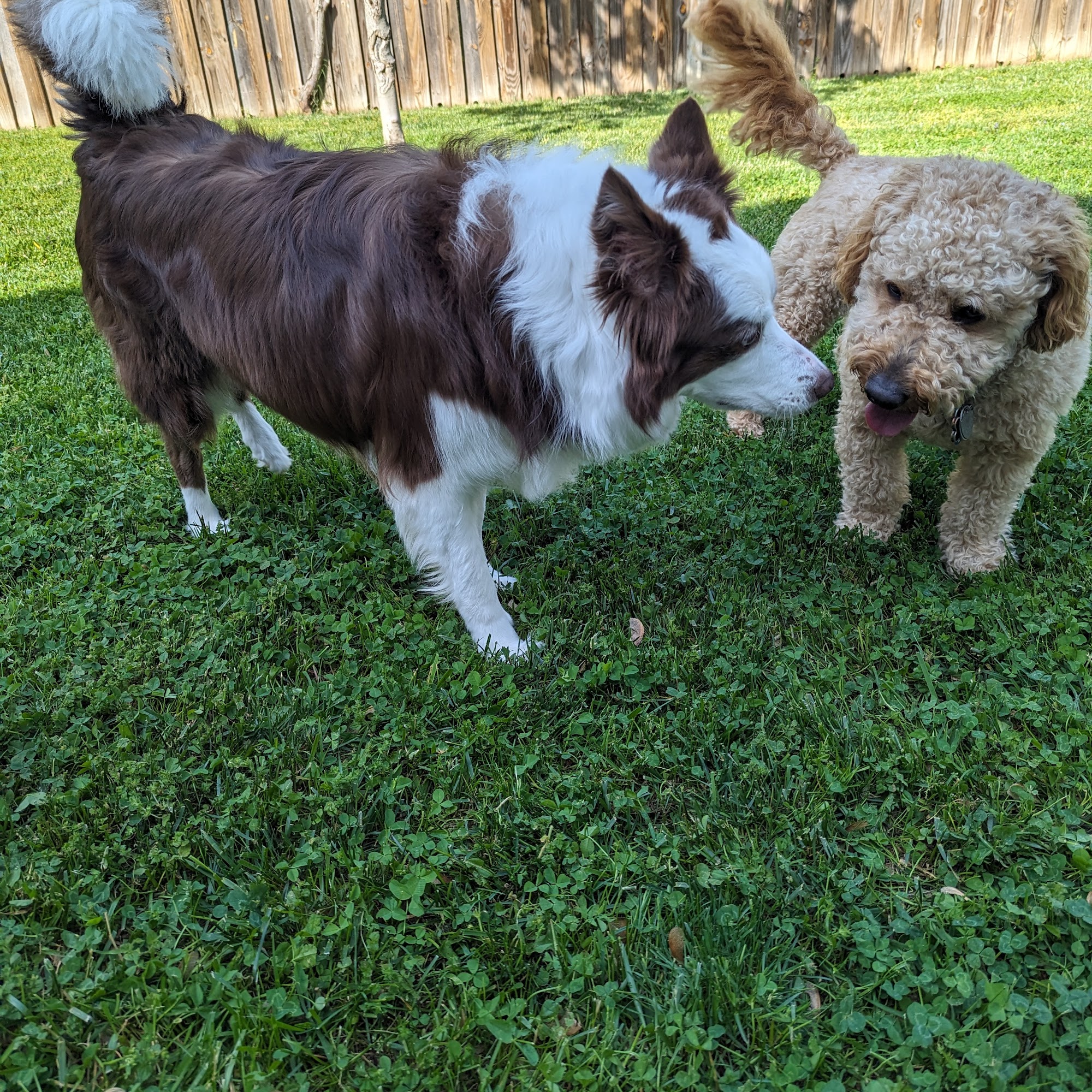 GOLDEN DOG HOTEL Centreville