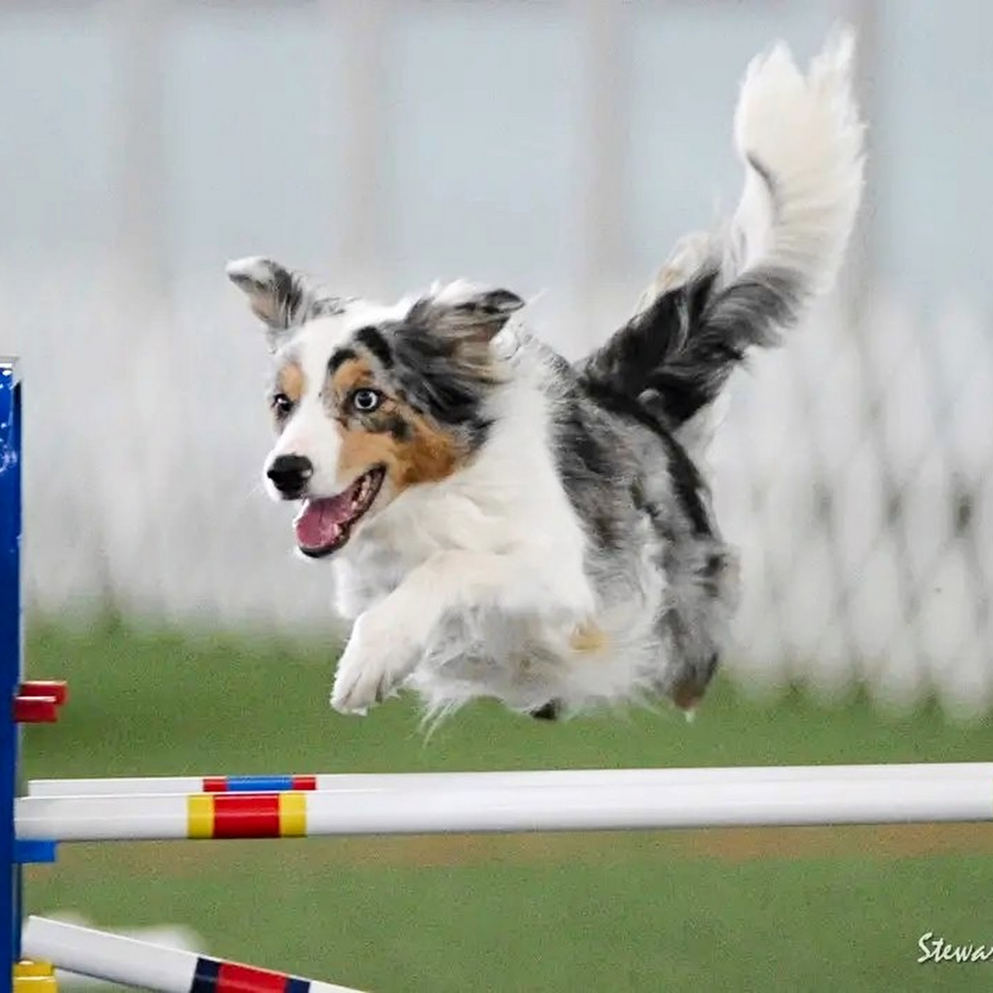 Chantilly Animal Hospital Chantilly