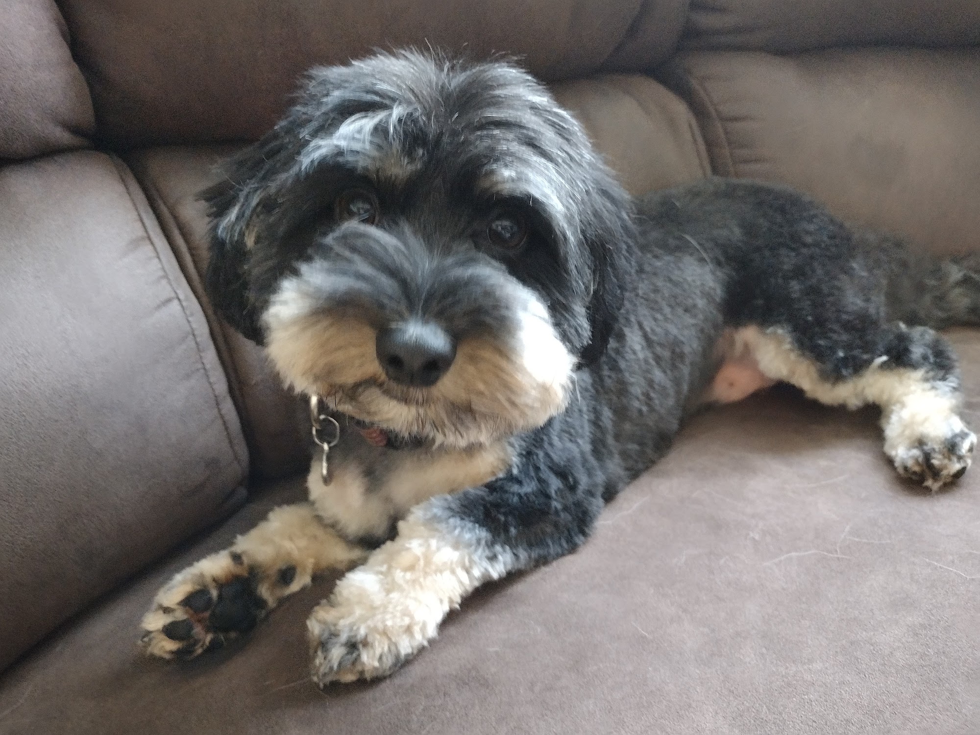 Pretty Paws Dog Grooming Chantilly