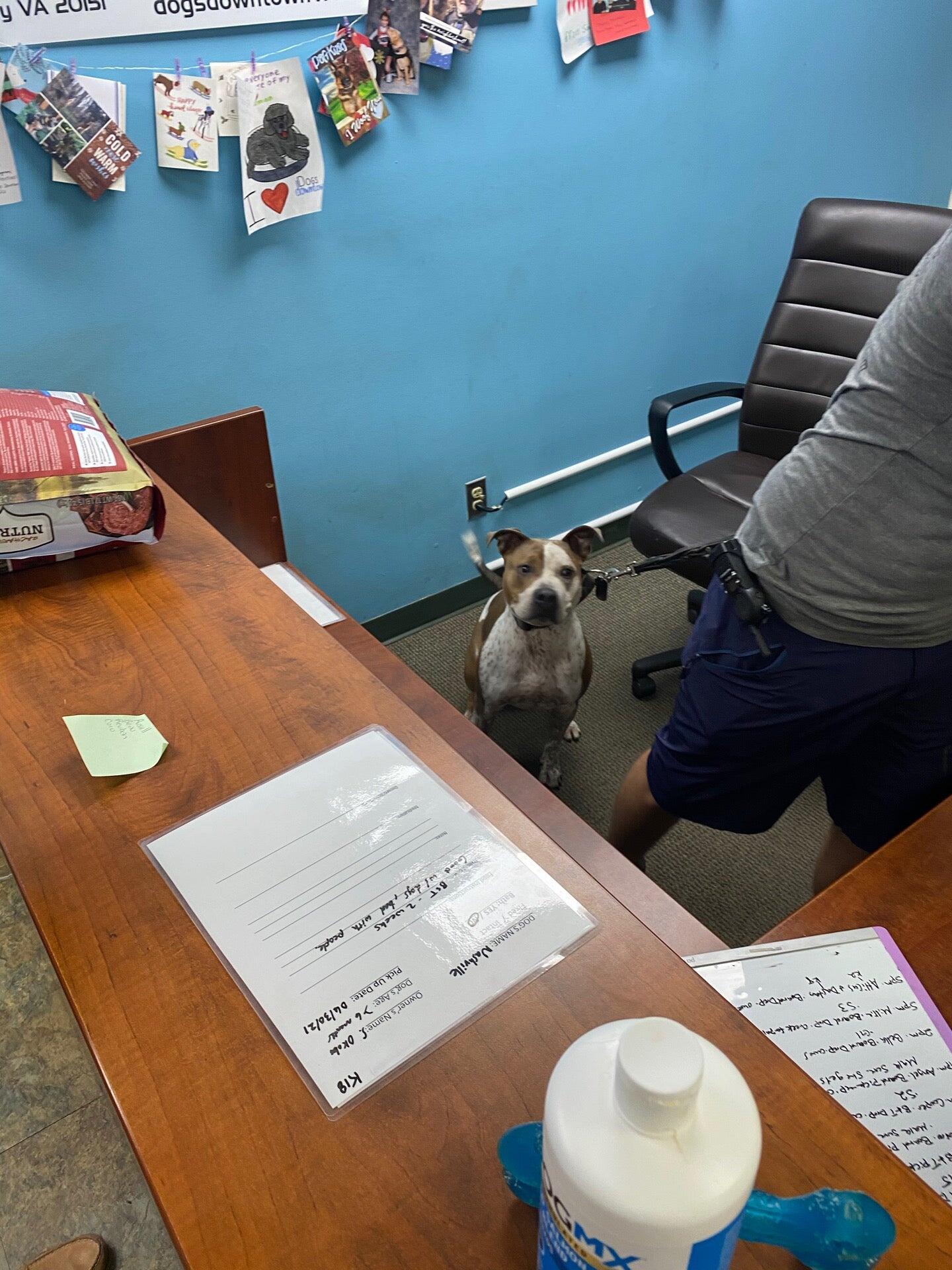 Dog's Downtown Chantilly