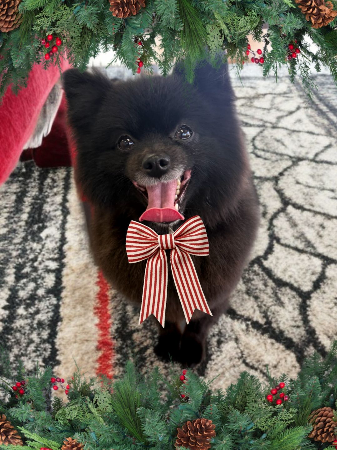 Featherle Pet Care Chantilly Chantilly