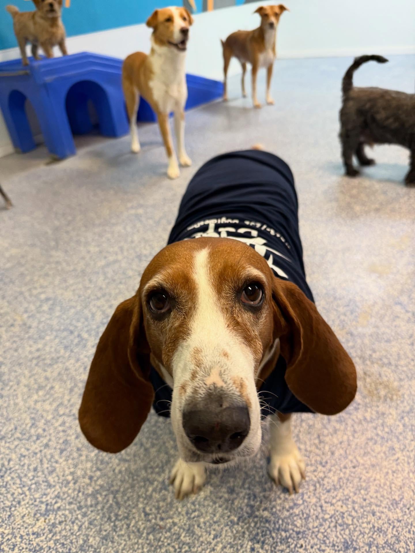 Dog Tales Daycare & Boarding Chantilly