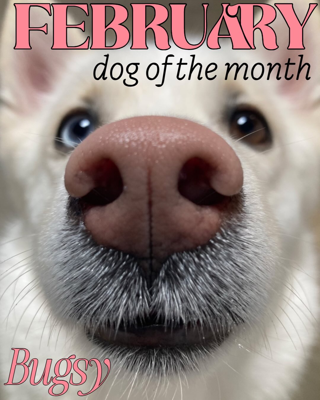 Dog Tales Daycare & Boarding Chantilly