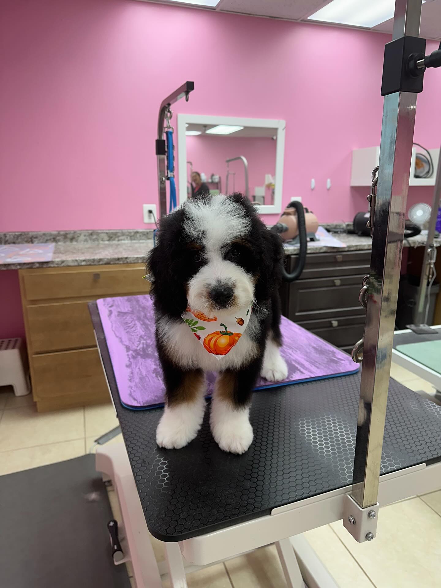 Lovely Pet Salon Chantilly