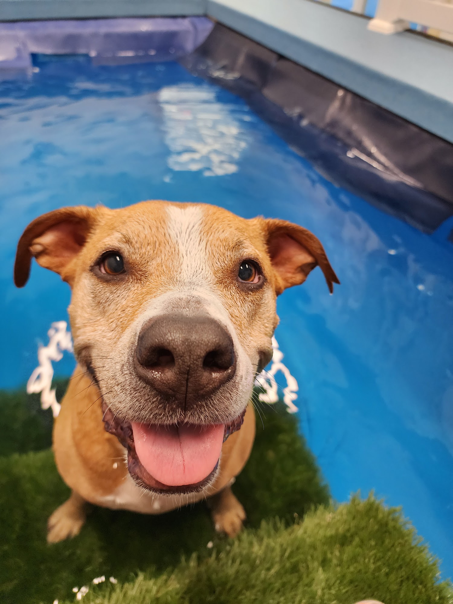 Aquatic Paws - Chantilly Chantilly