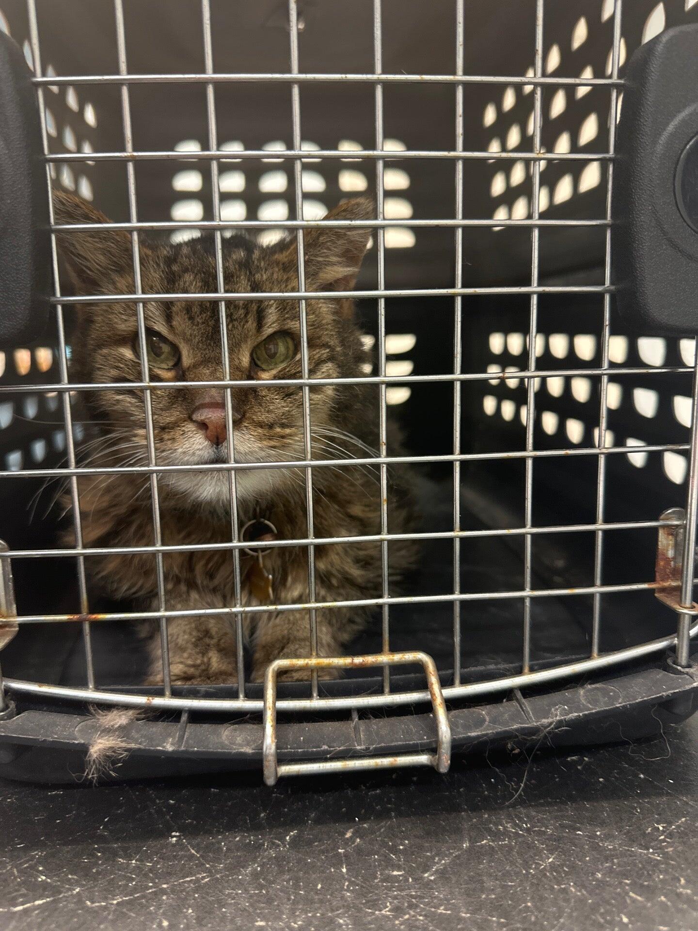 Georgetown Veterinary Hospital Charlottesville