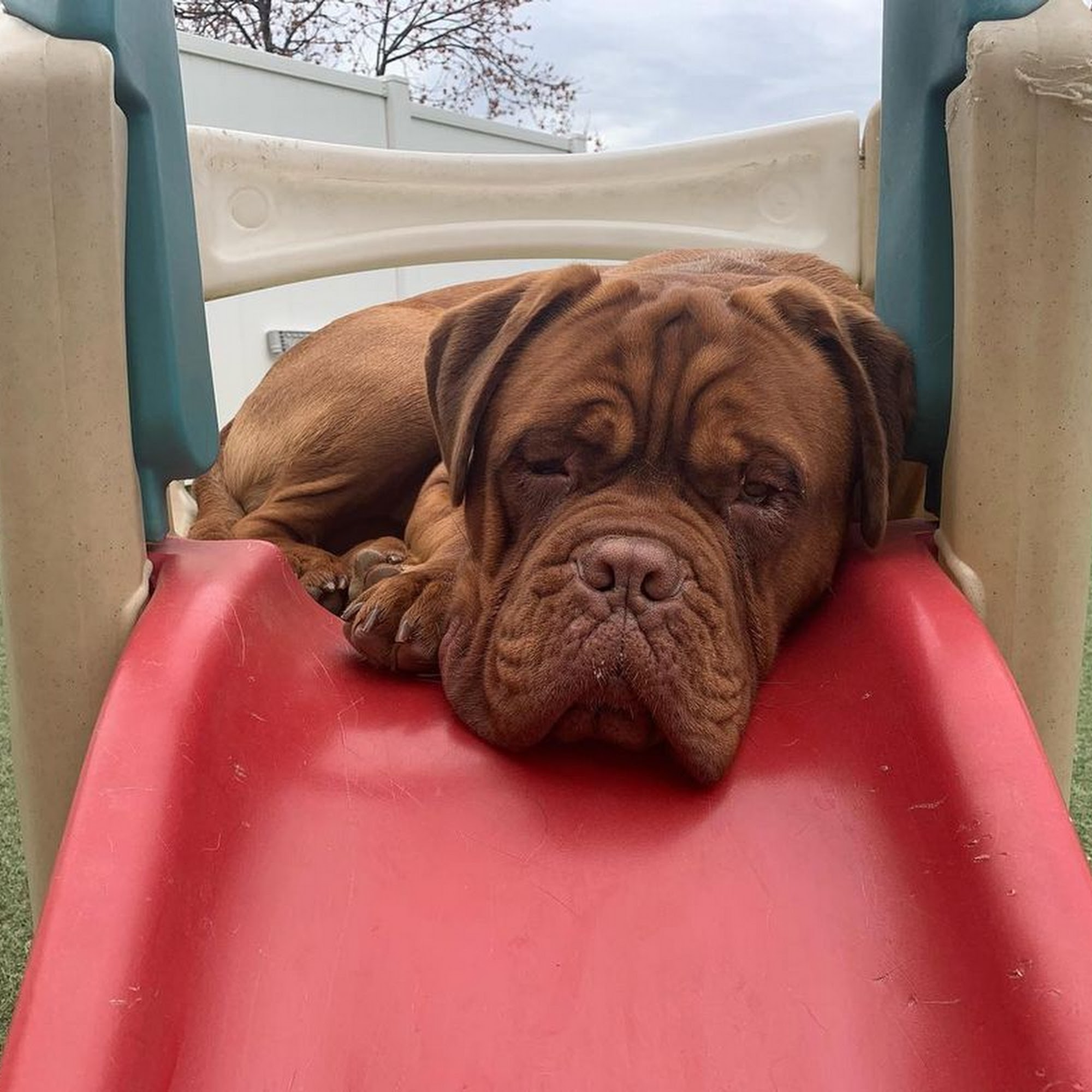 All Things Pawssible Charlottesville