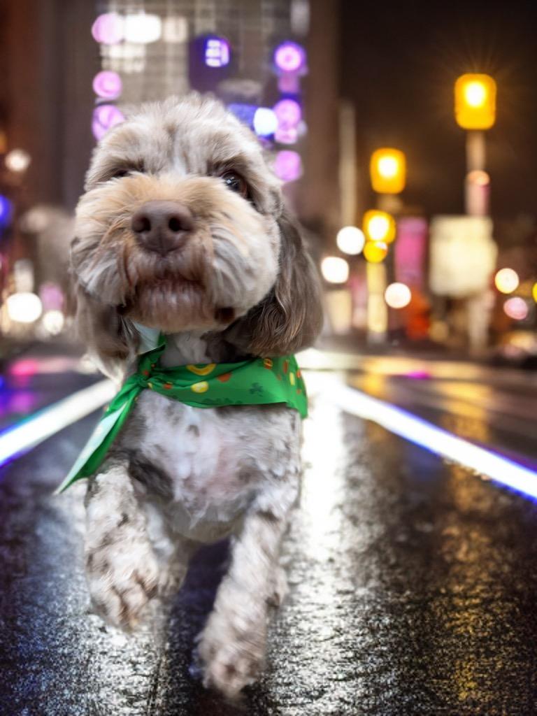 Pet Motel and Salon Charlottesville