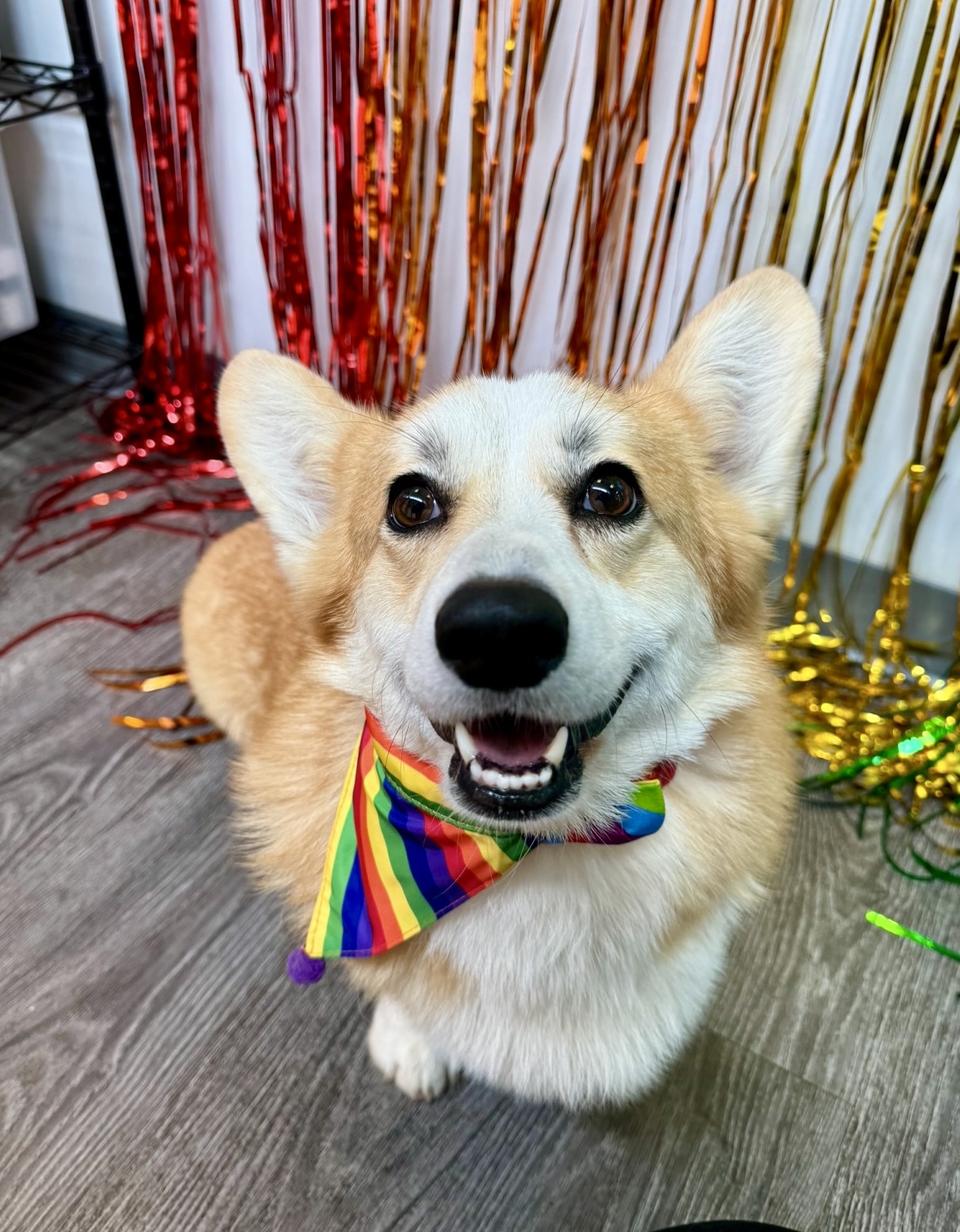 Dogtopia Charlottesville