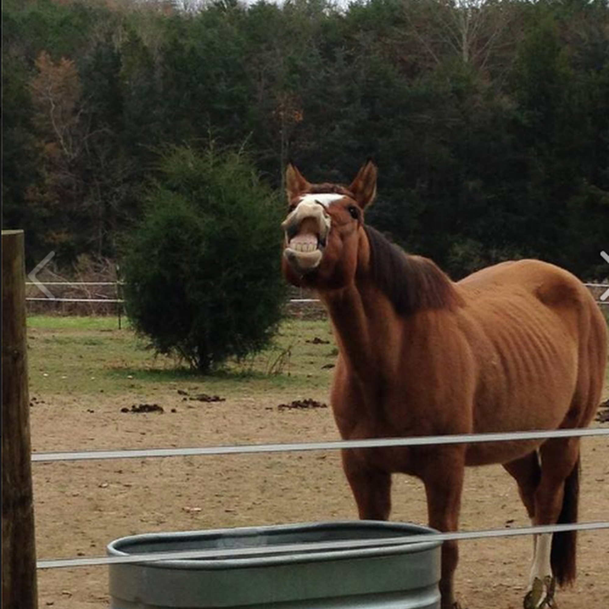James River Equine Services - 1719 Yorktown DR Charlottesville Charlottesville