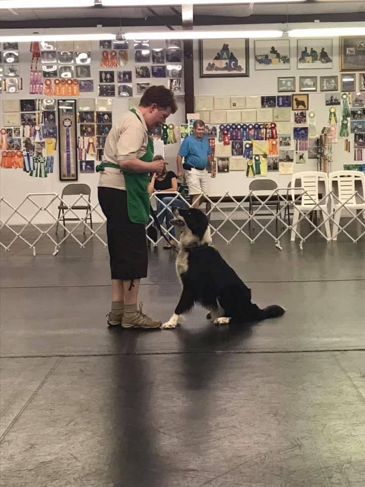 Setterwoods Dog Training Chatham