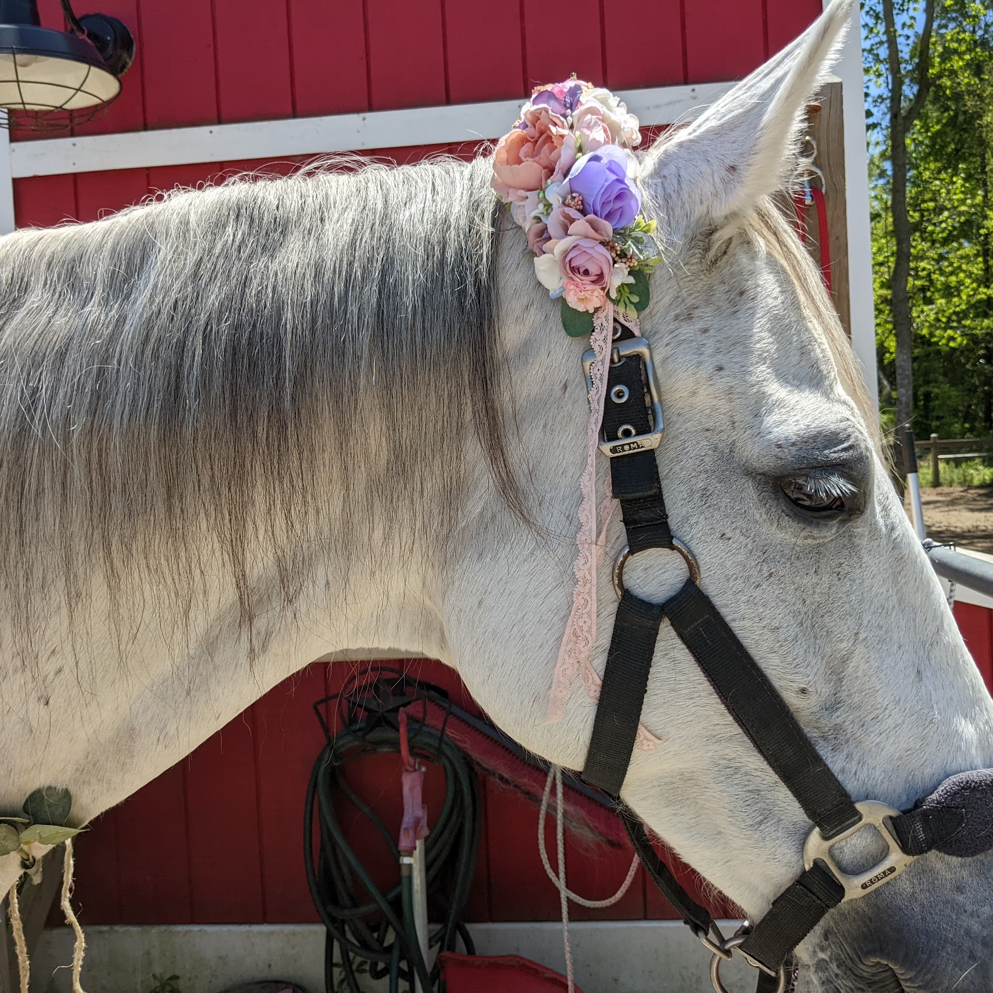 Coastal Equine Veterinary Services Chesapeake