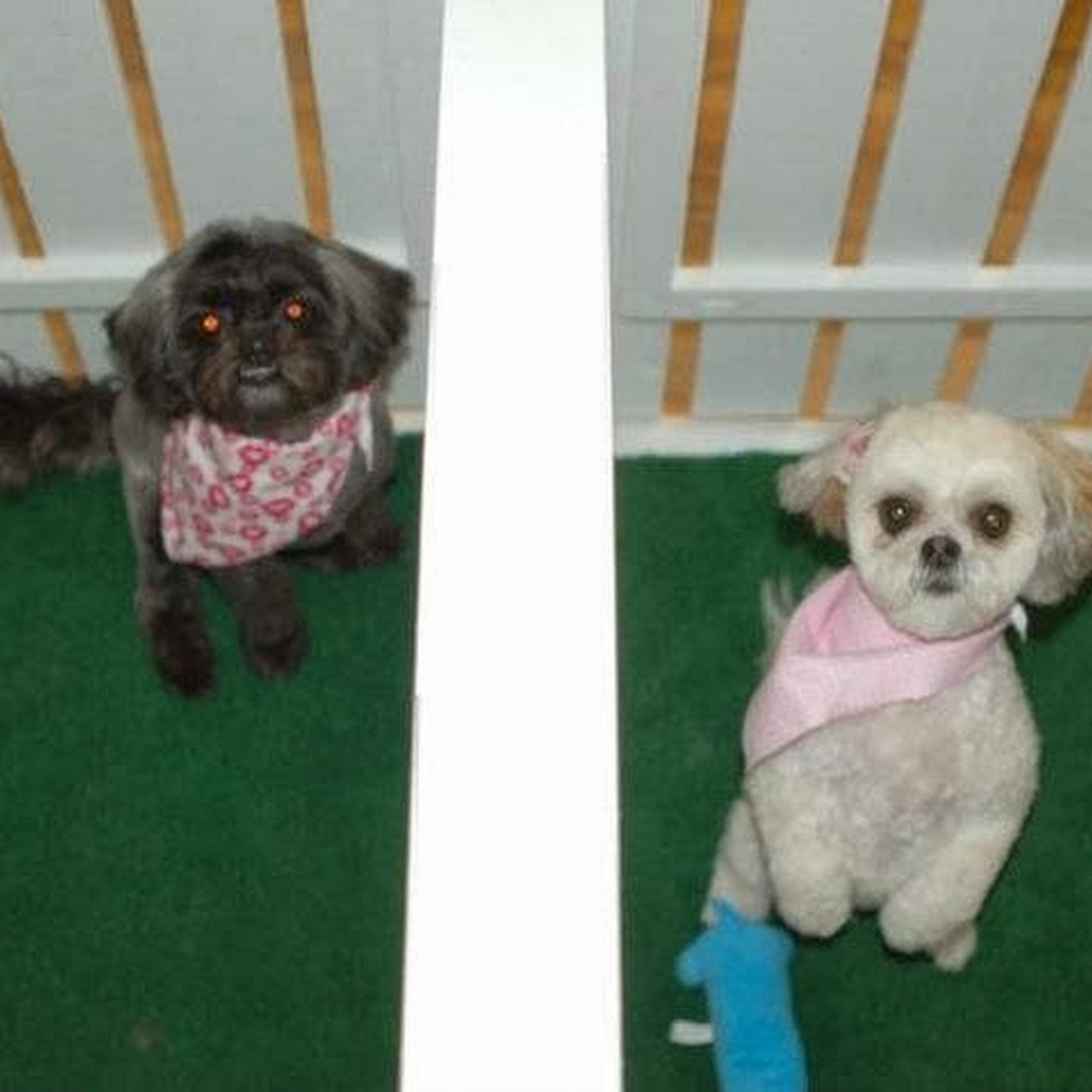 Serenity Pet Spa and Hotel Chesapeake