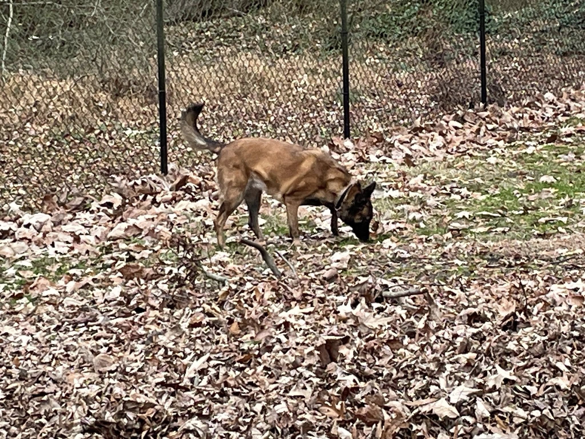 ChalQuest Boarding Kennels Chesapeake