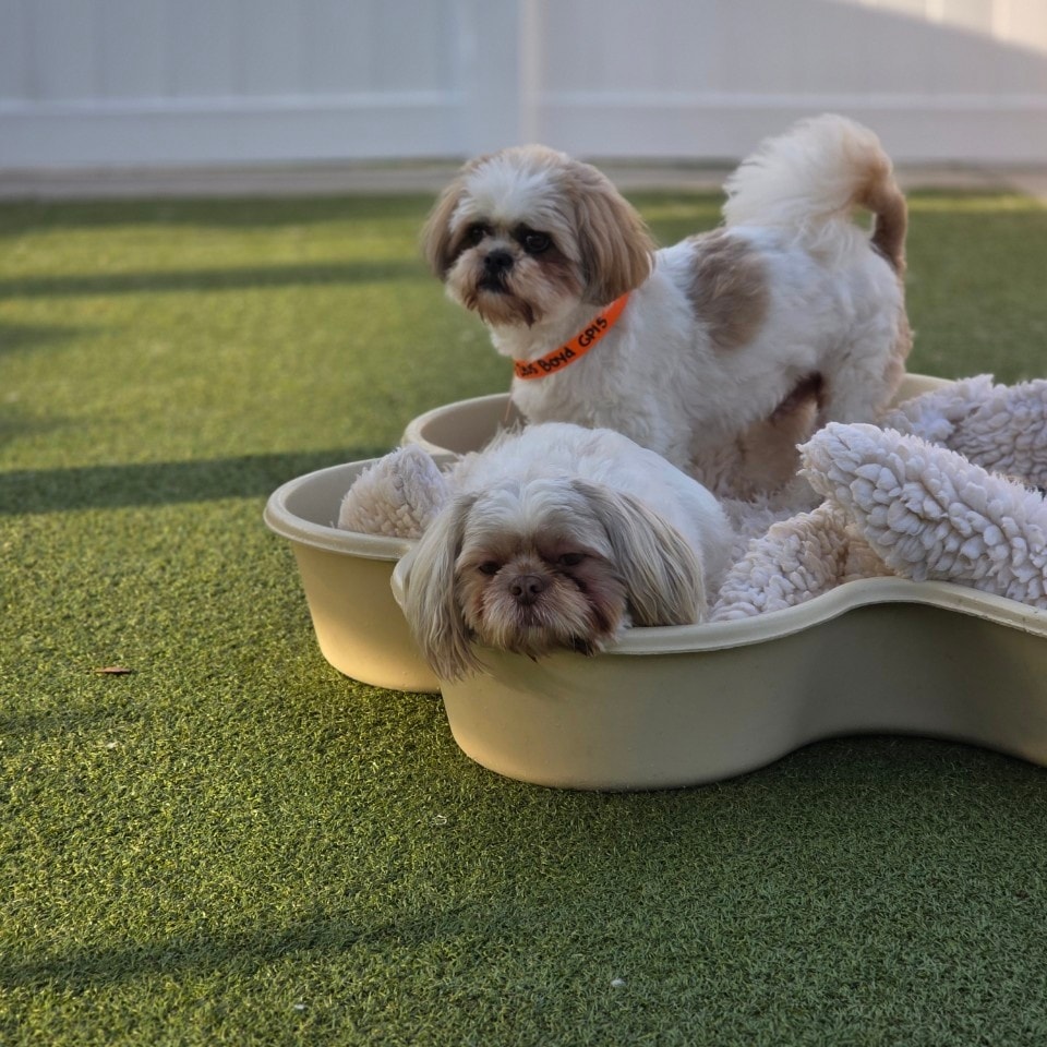 PetSuites Chesapeake Chesapeake