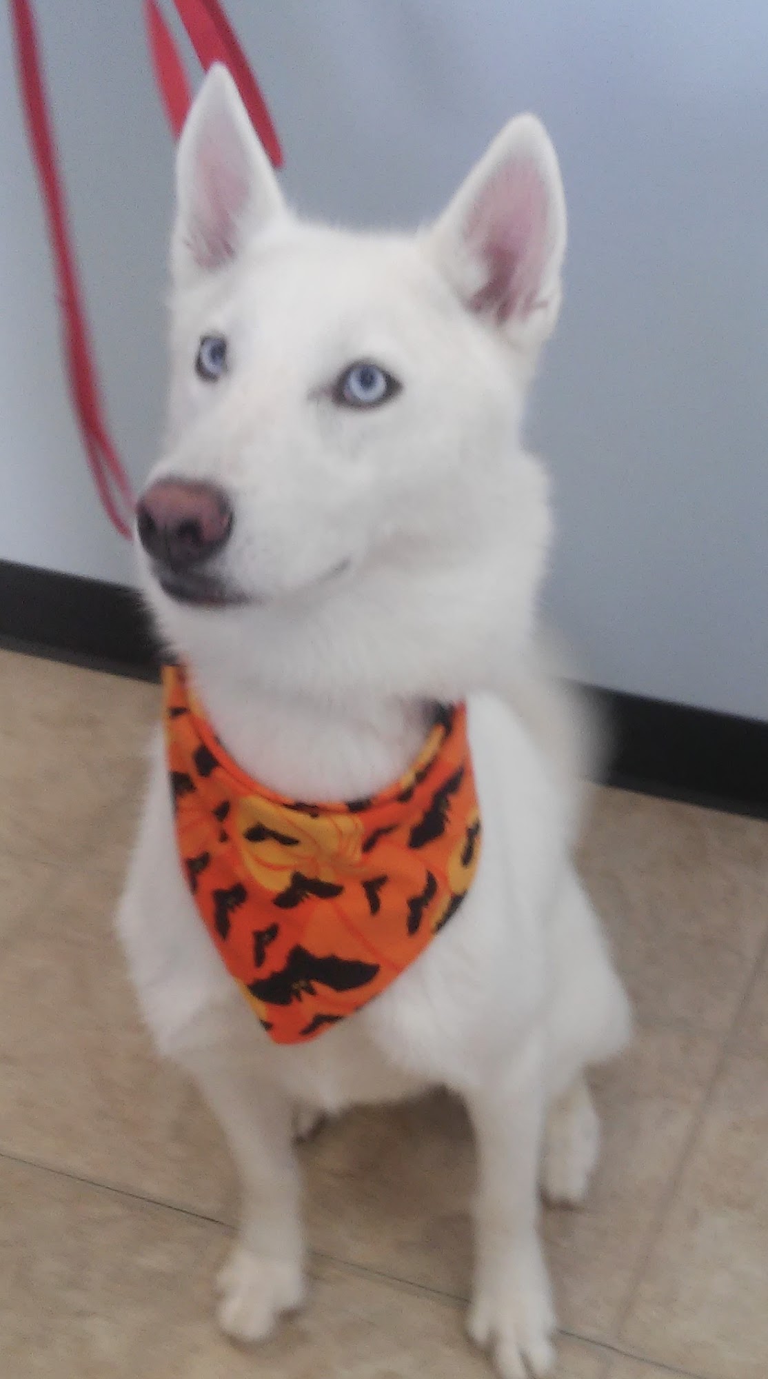 Canine Designs Pet Grooming Chesapeake