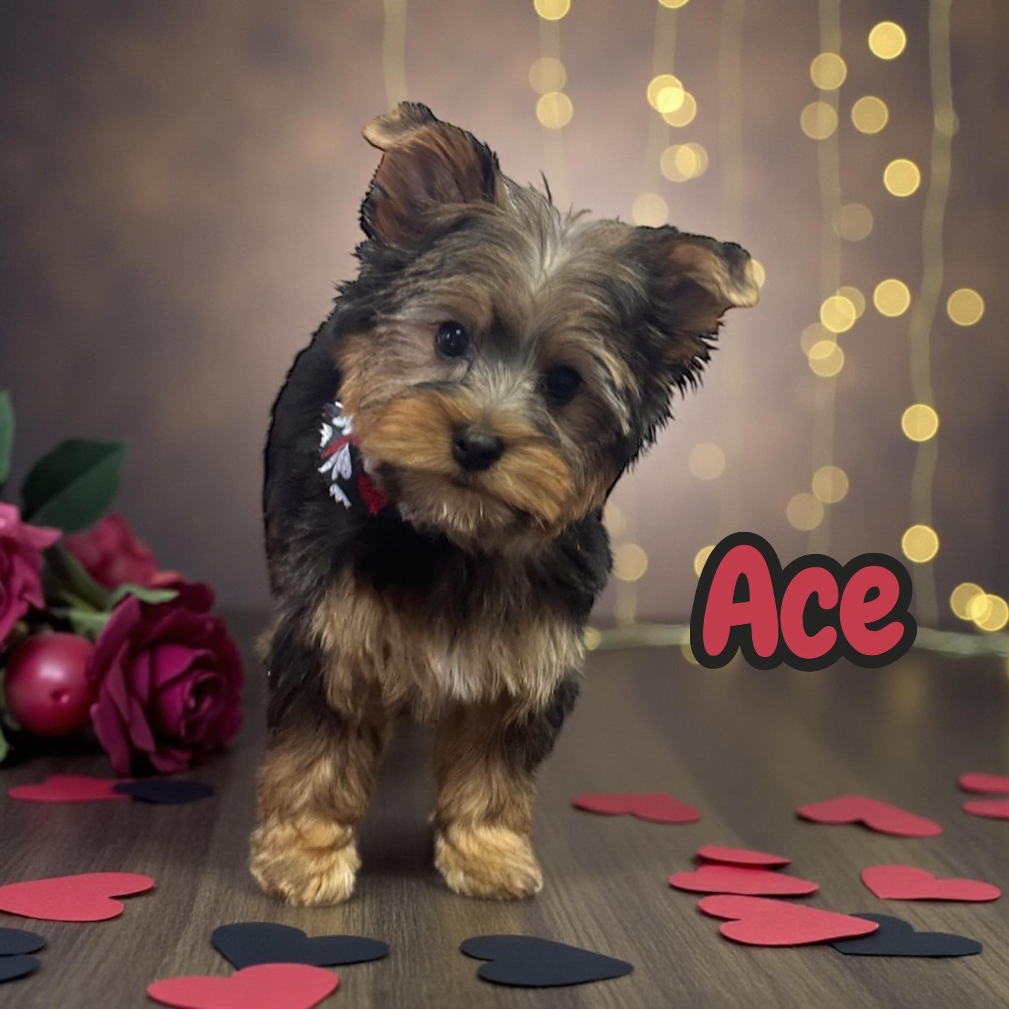 Canine Designs Pet Grooming Chesapeake