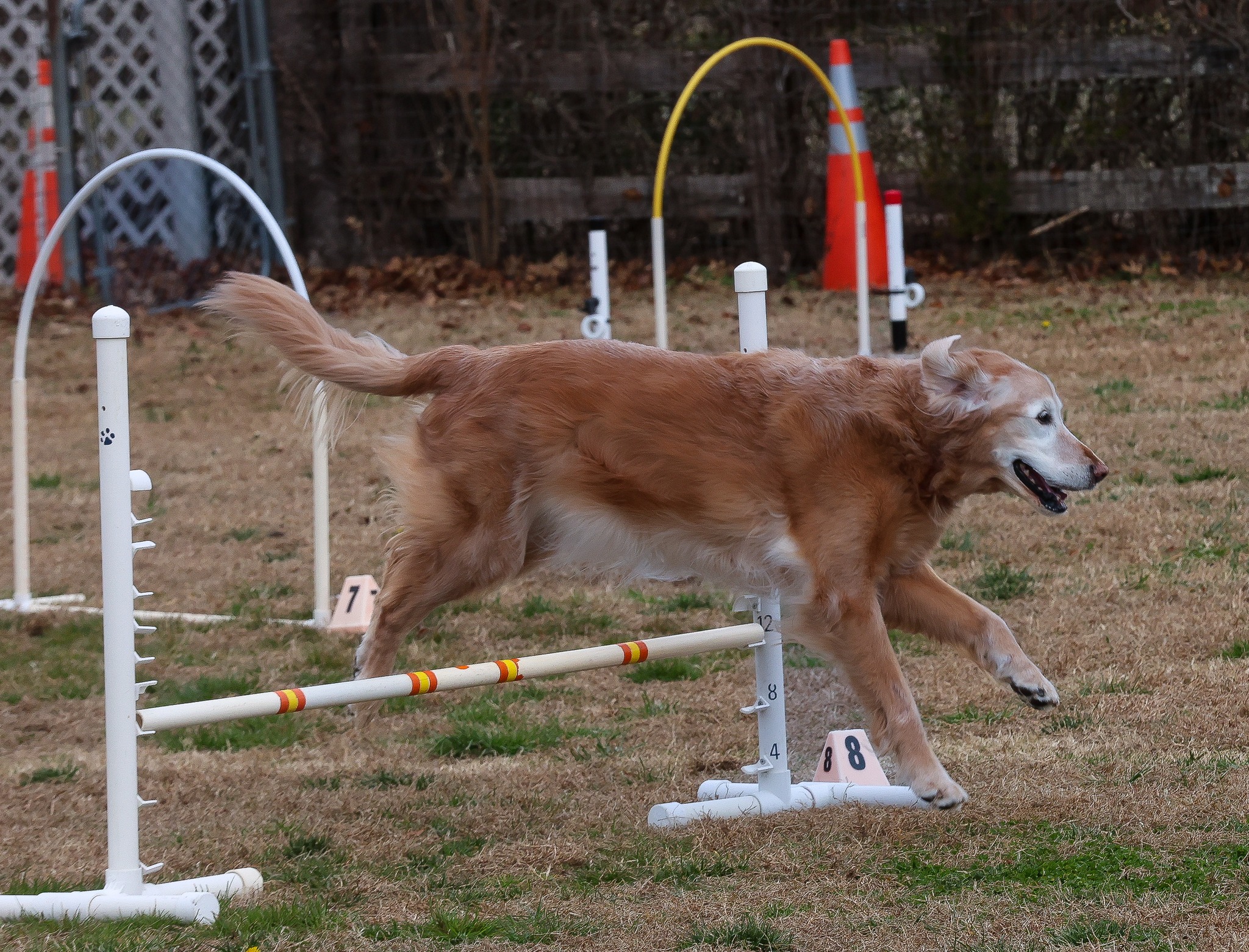 Family Dog Club Chesapeake