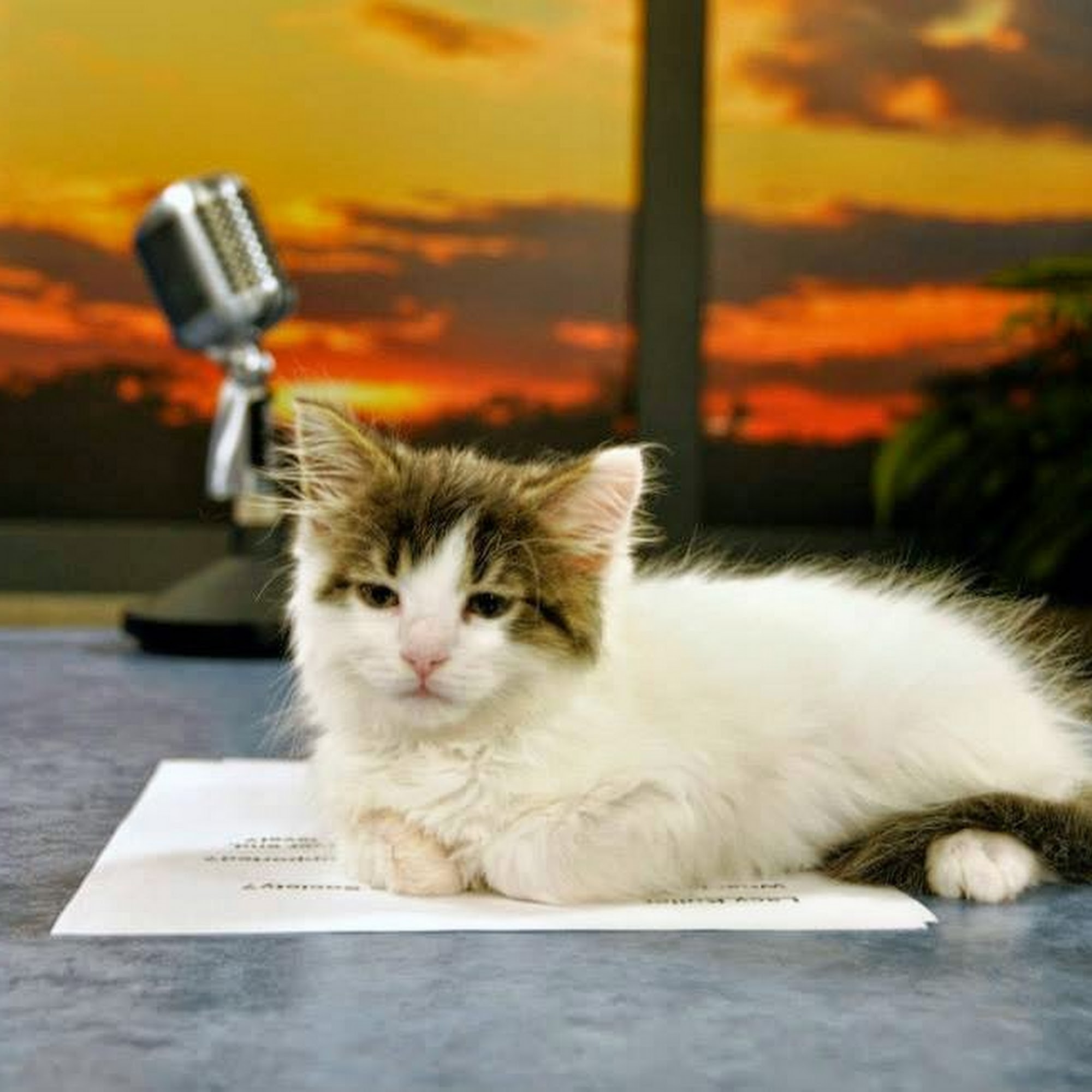 Chesapeake Humane Society Veterinary Clinic Chesapeake