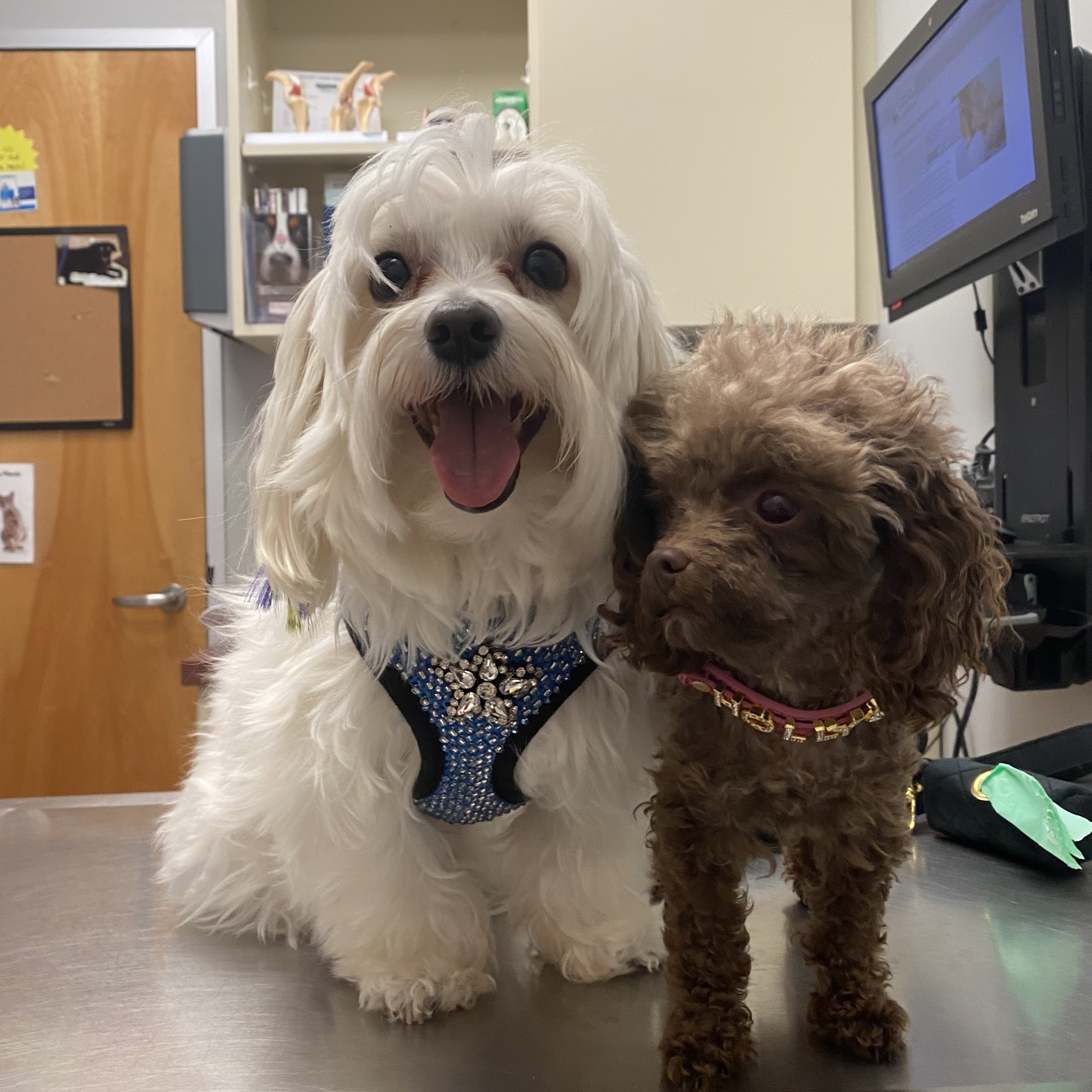 Centralia Animal Hospital Chester