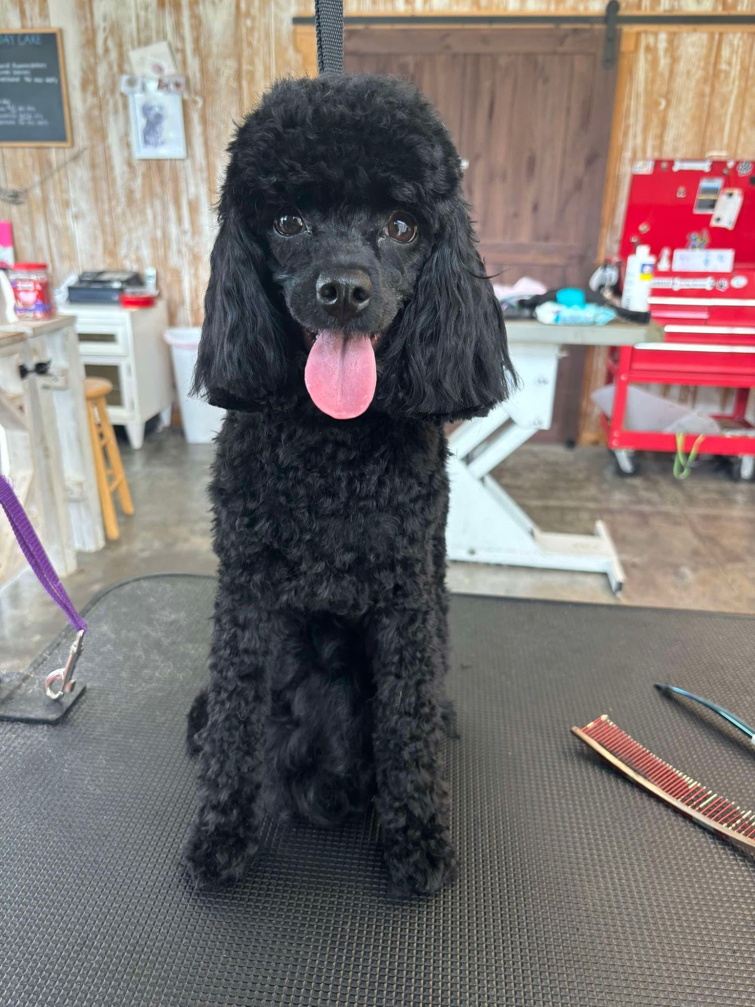 4 The Love of Dogs Chester