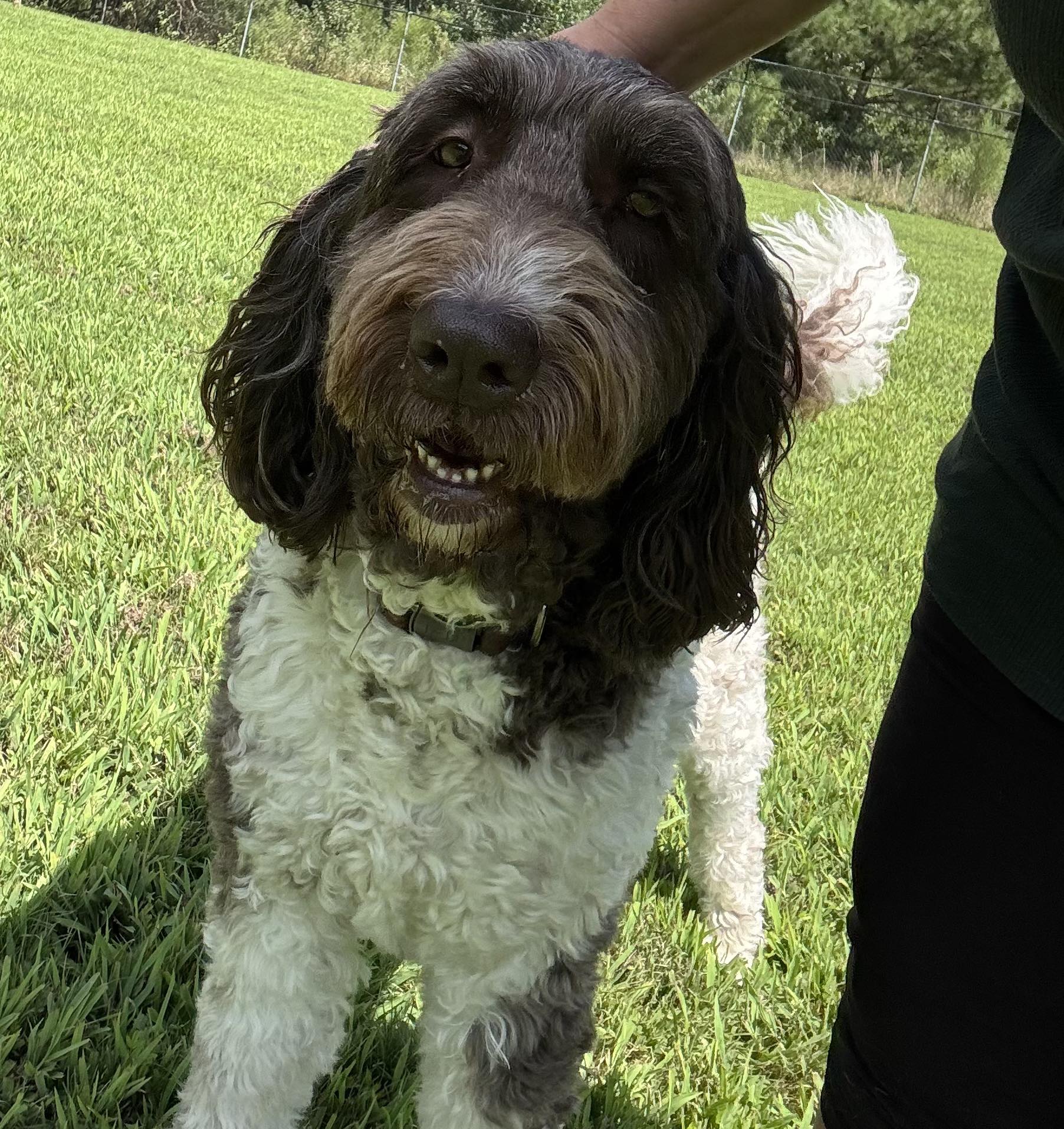 West Chester Pet Resort Chester